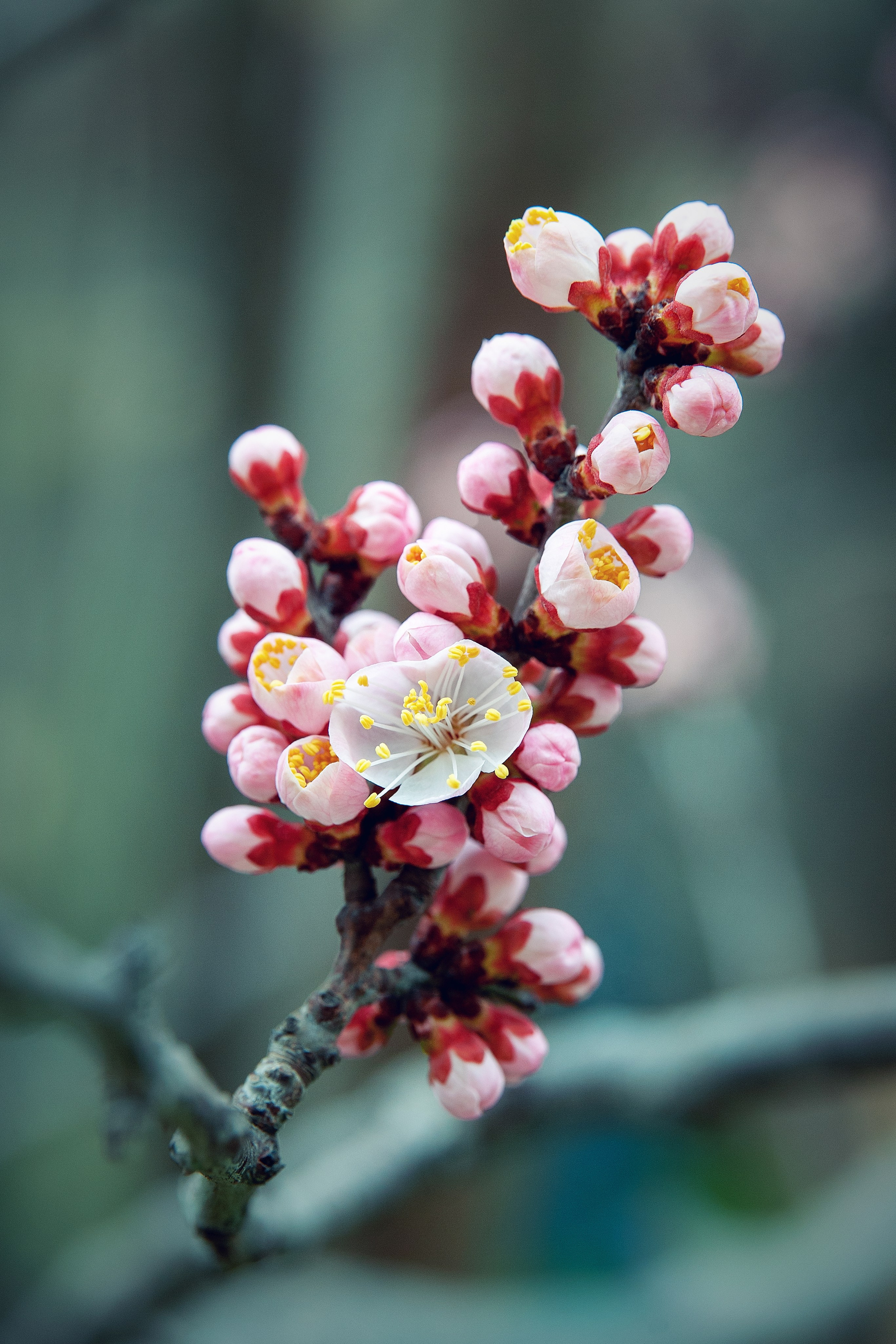 Весна. FotoGraf