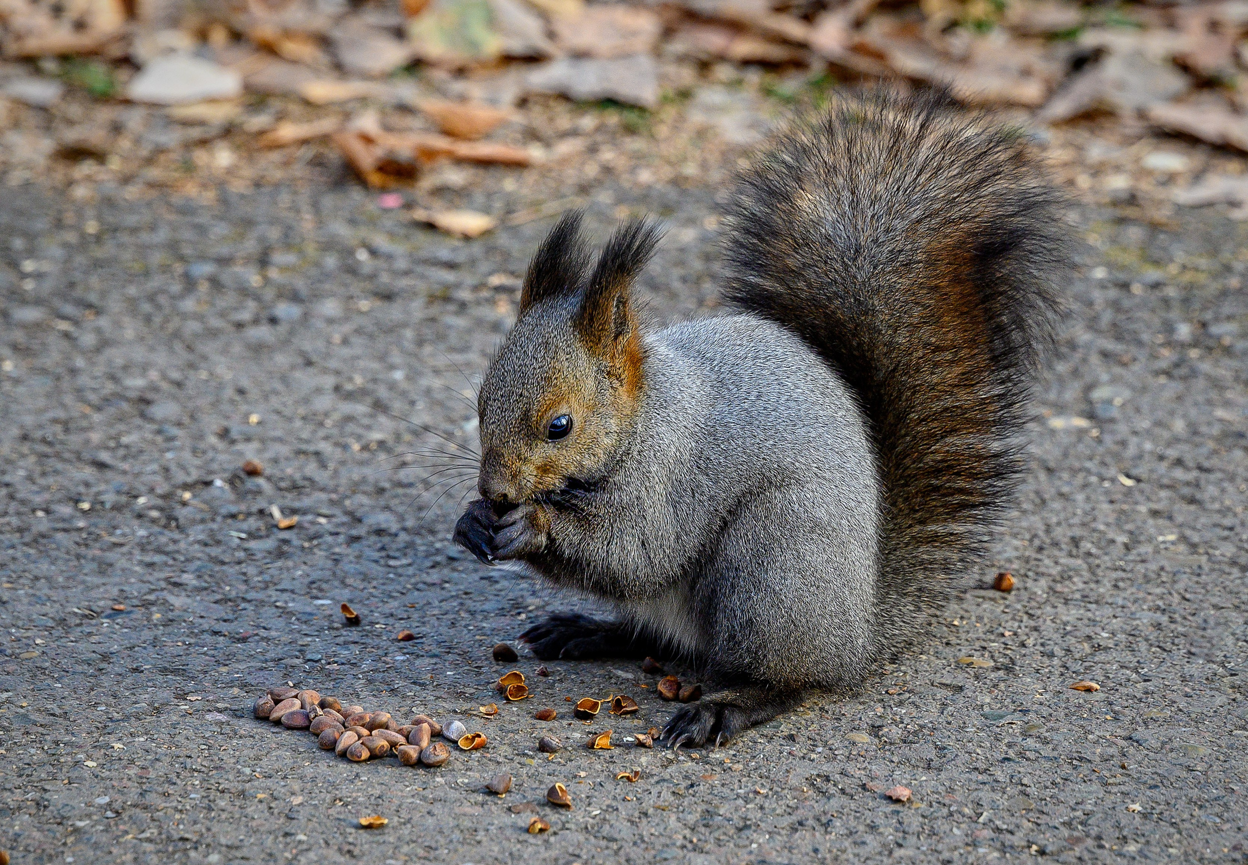 Осень. FotoGraf