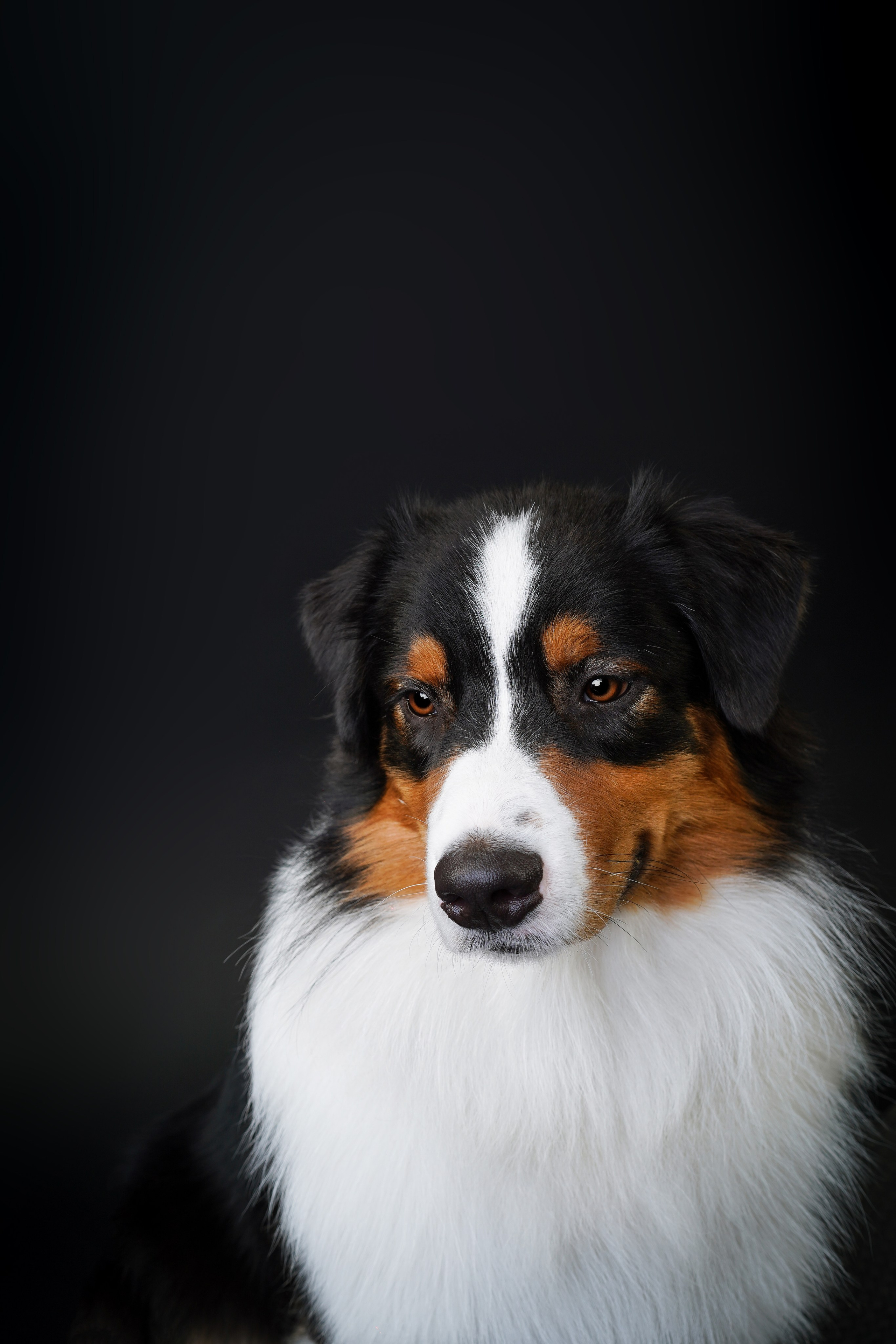 Аусси Бэст. Фотограф-анималист в Санкт-Петербурге Яна Мартынова