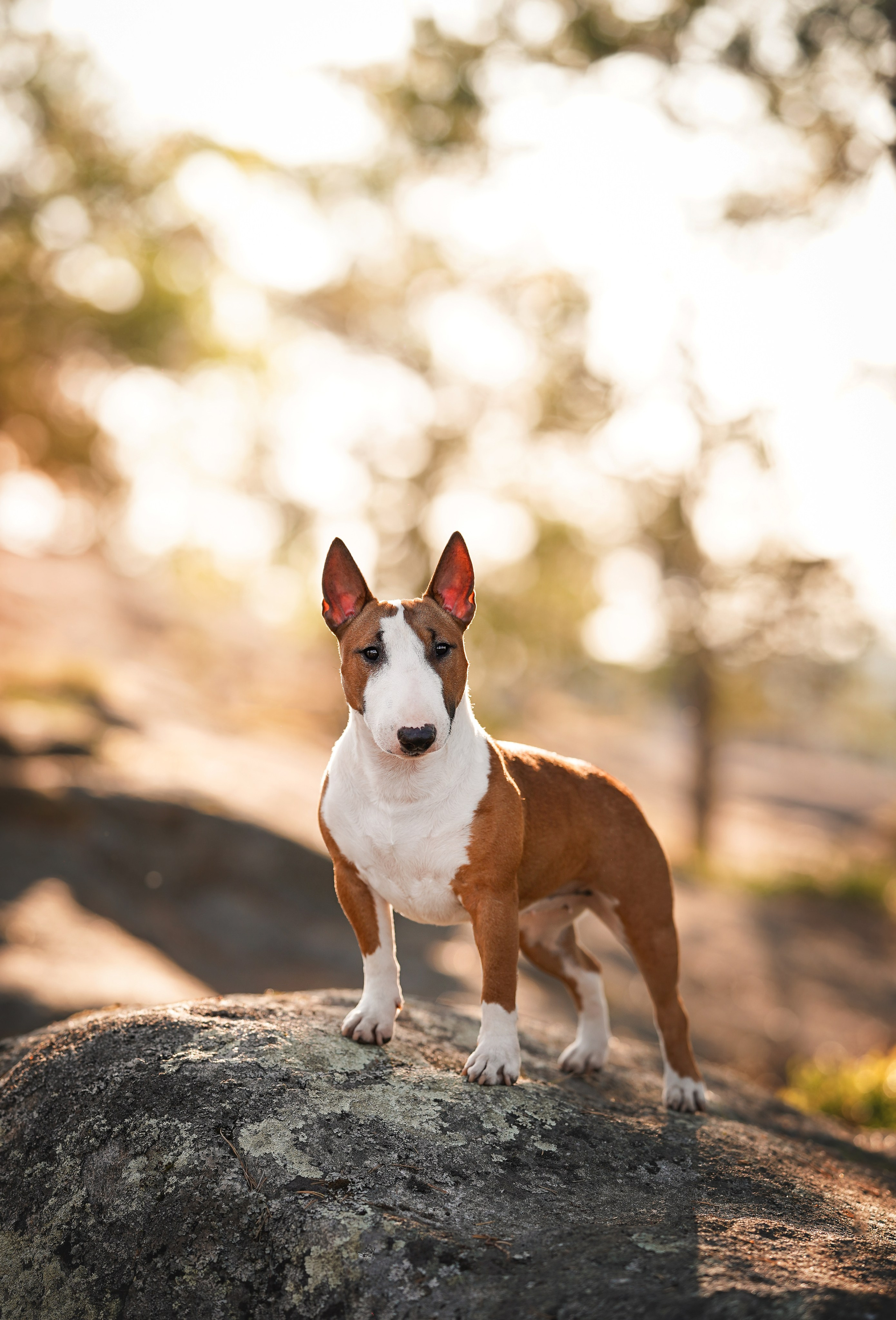 Таисия и Тамагочи. Фотограф-анималист в Санкт-Петербурге Яна Мартынова