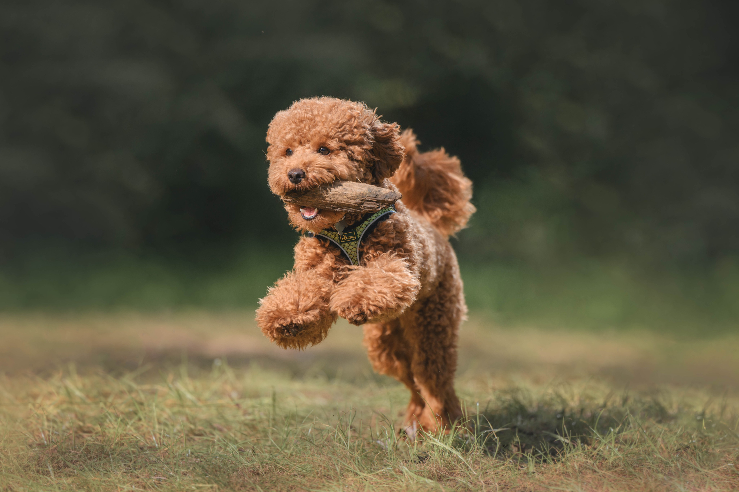 Пудель. Фотограф Анималист в Москве Анастасия Жучкова