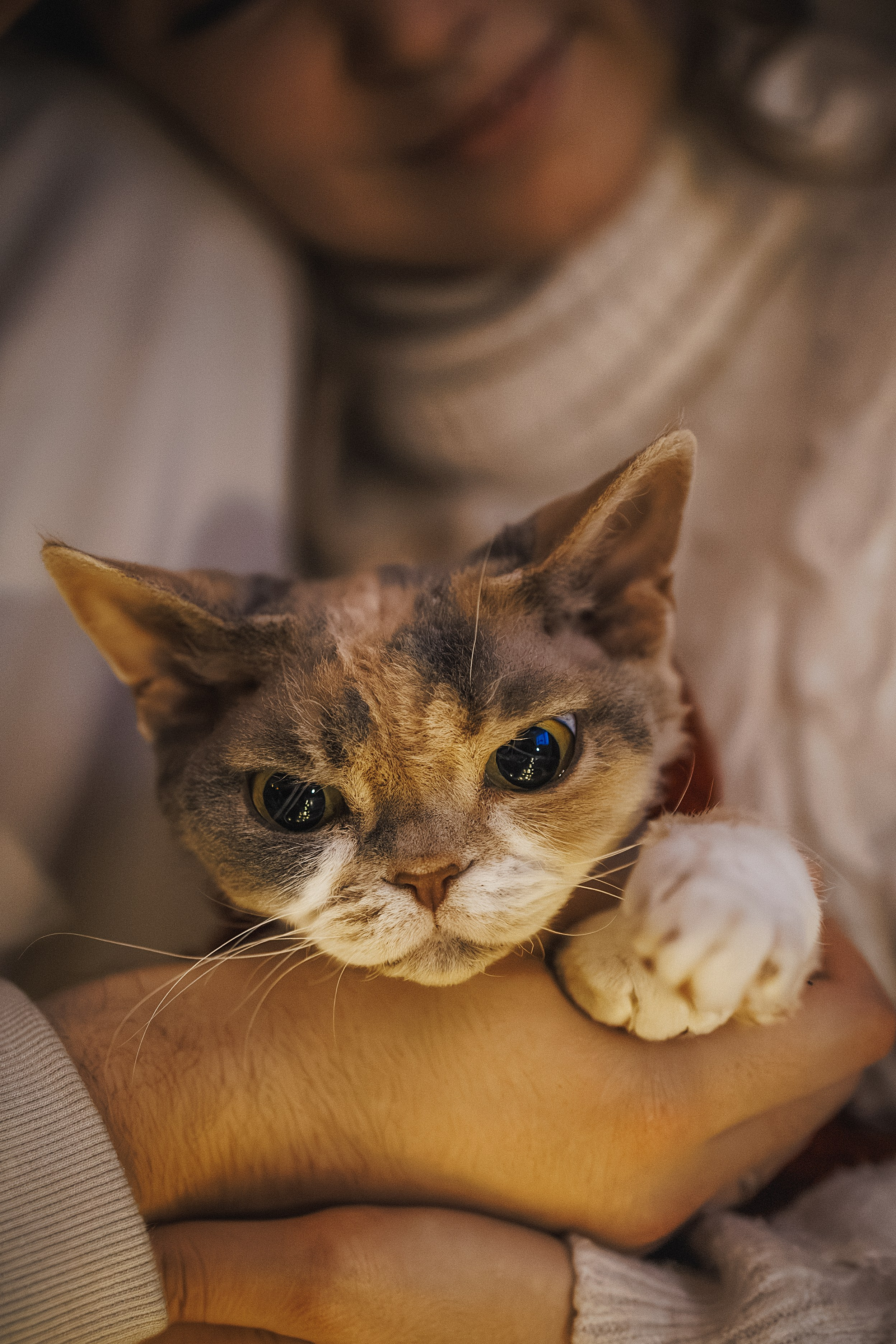 Домашняя новогодняя. Фотограф Анималист в Москве Анастасия Жучкова