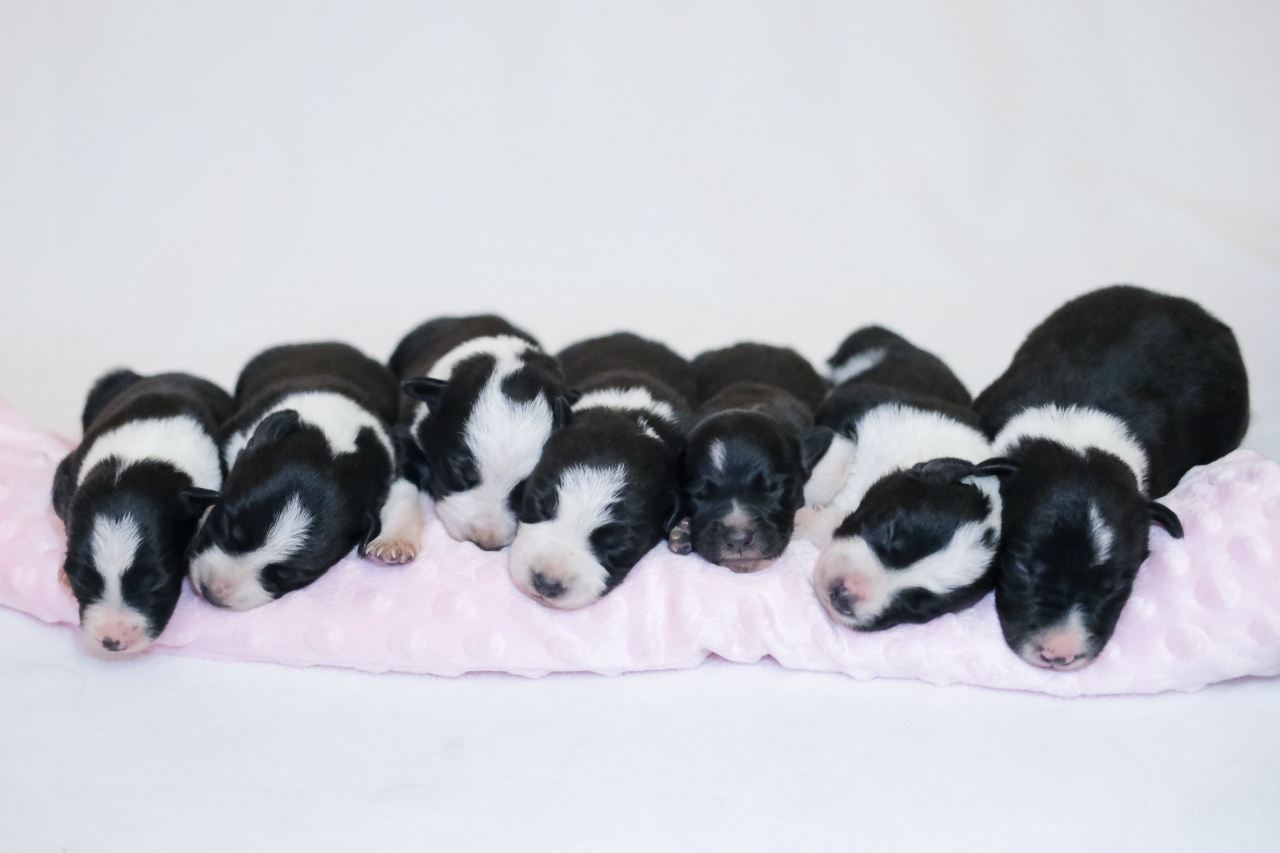 Съемка животных, собак, щенков, фото помета, портрет питомцев. Портретный и семейный фотограф в Перми Лена Лоза. Портрет для бизнеса