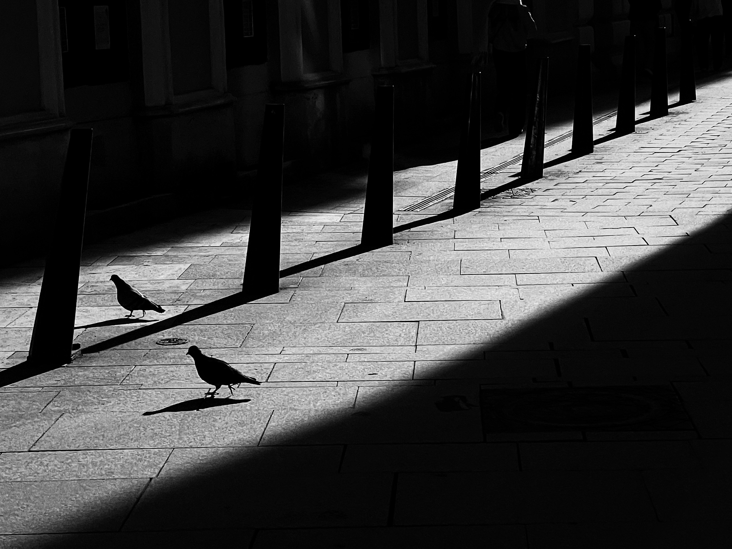 silhouette of a bird