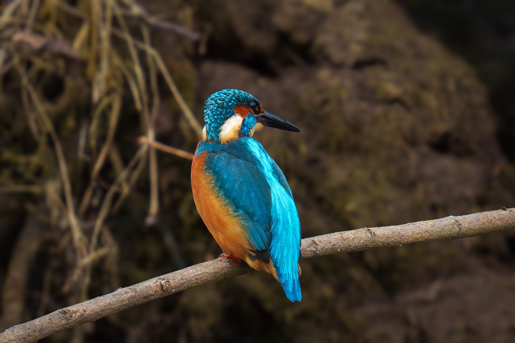 Удивительные мир птиц. Вокруг нас столько прекрасного — присмотритесь!. Ваш личный фотограф Марина Волкова