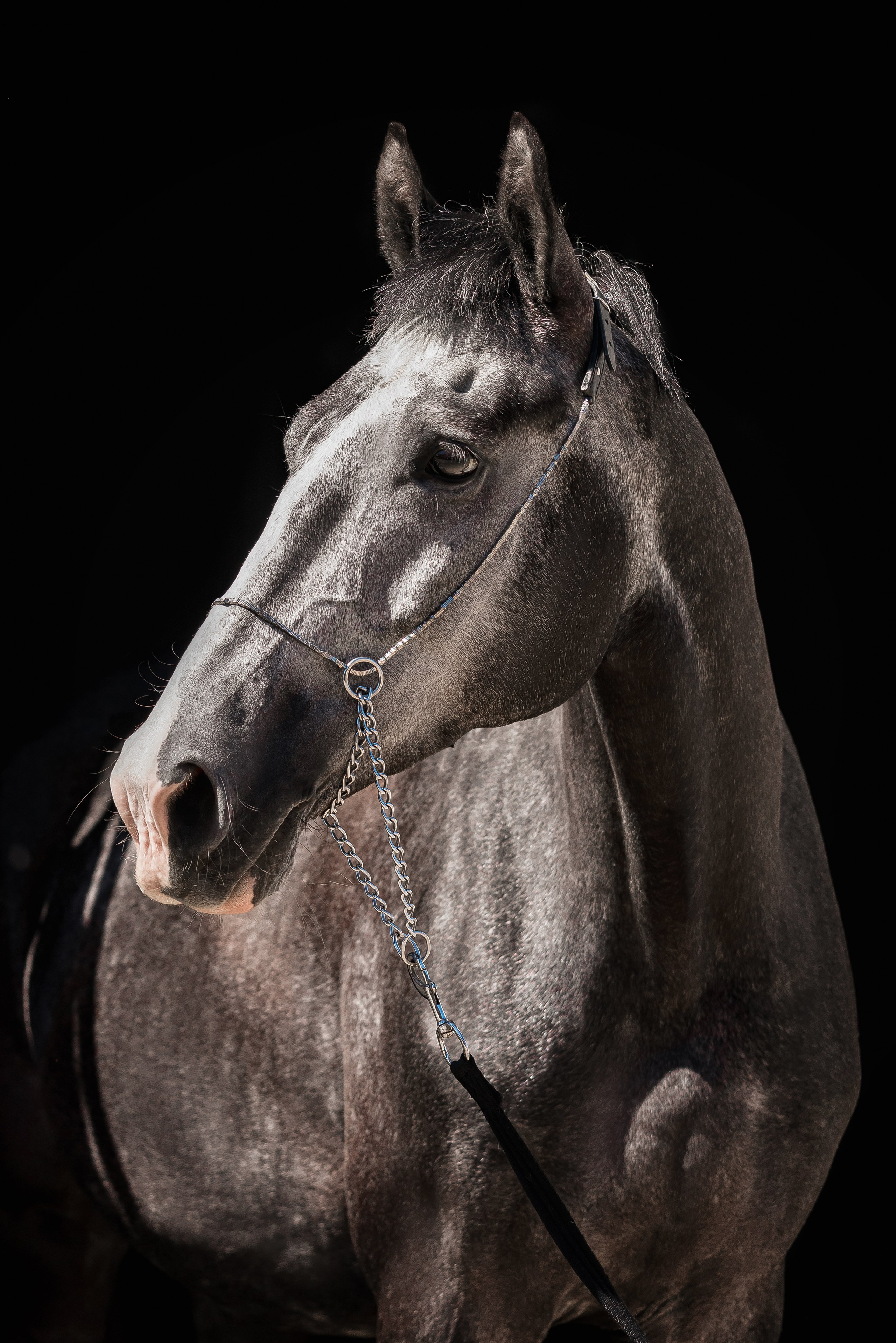 Волхов. Куракина Дарья • Конный фотограф