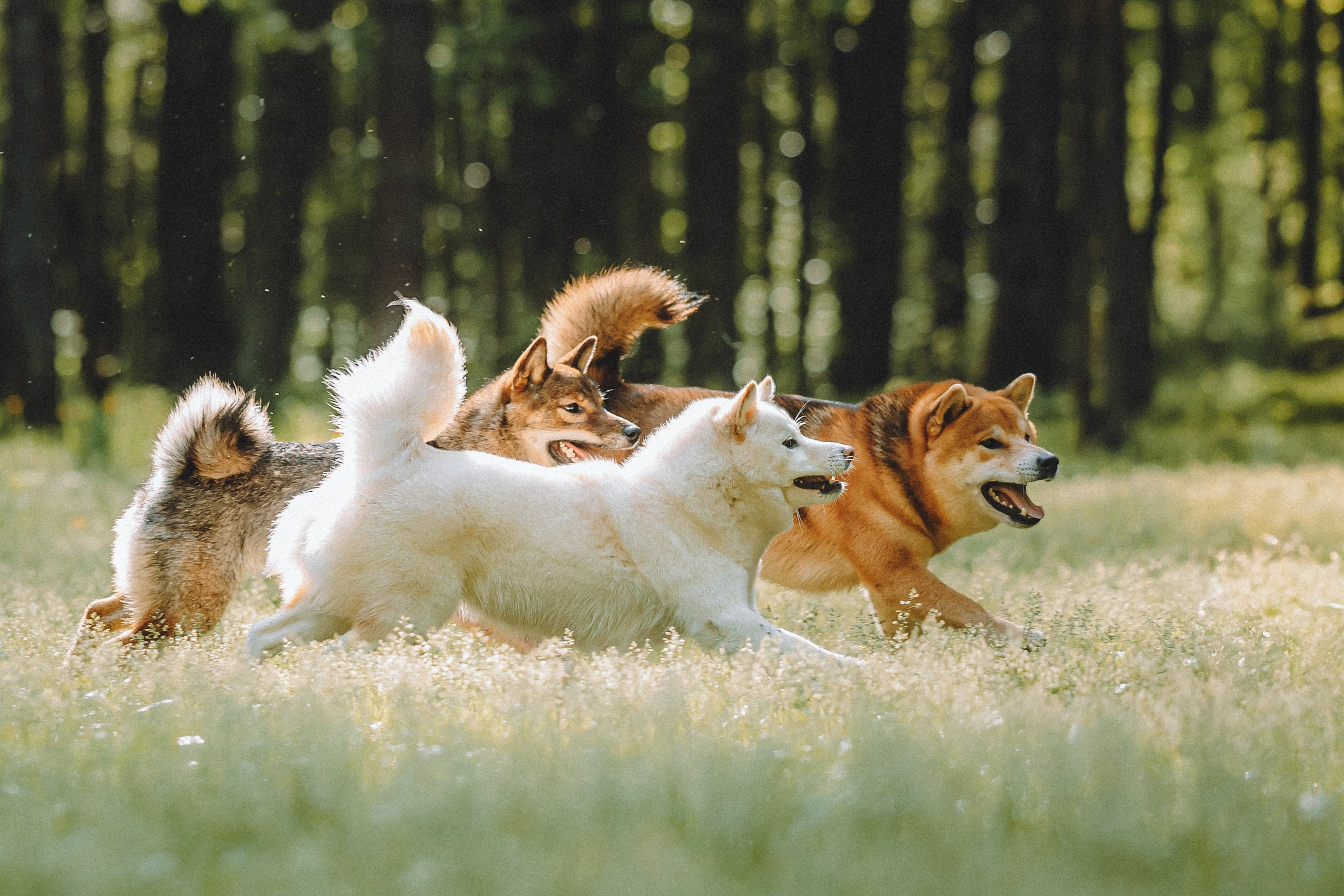 Шед, Цири, Чиби, Цера и их семья