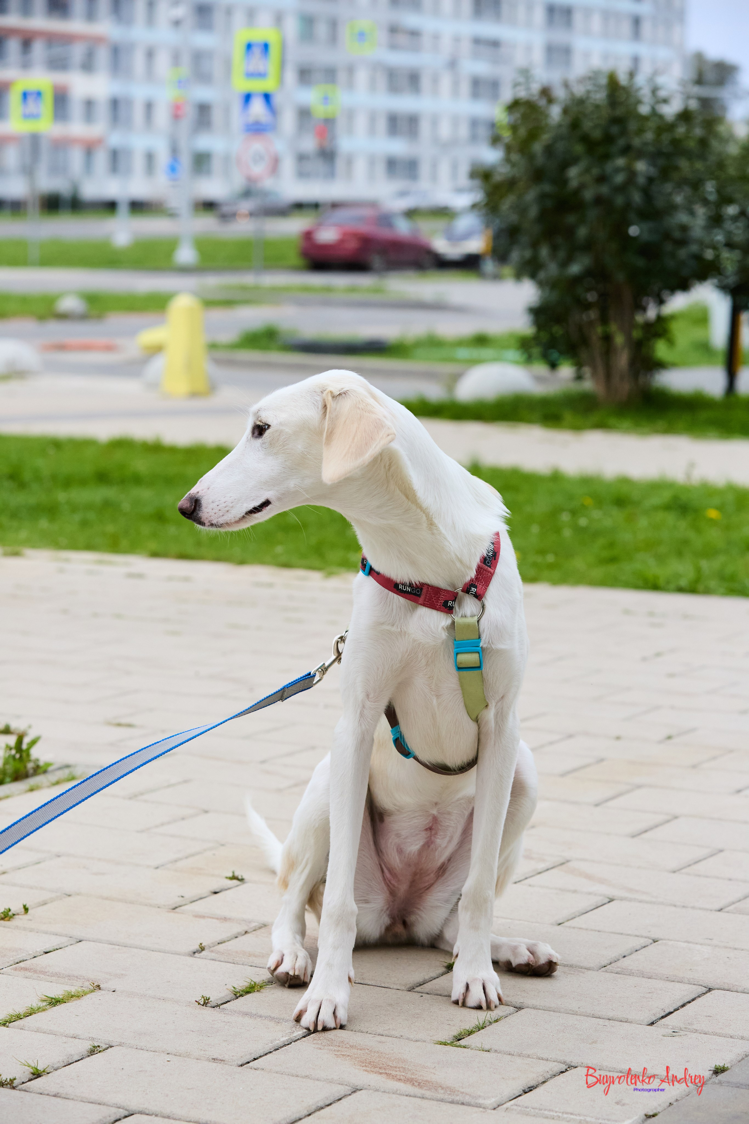 Проект фотопрогулка с хвостиком. Buyvolenko Andrey