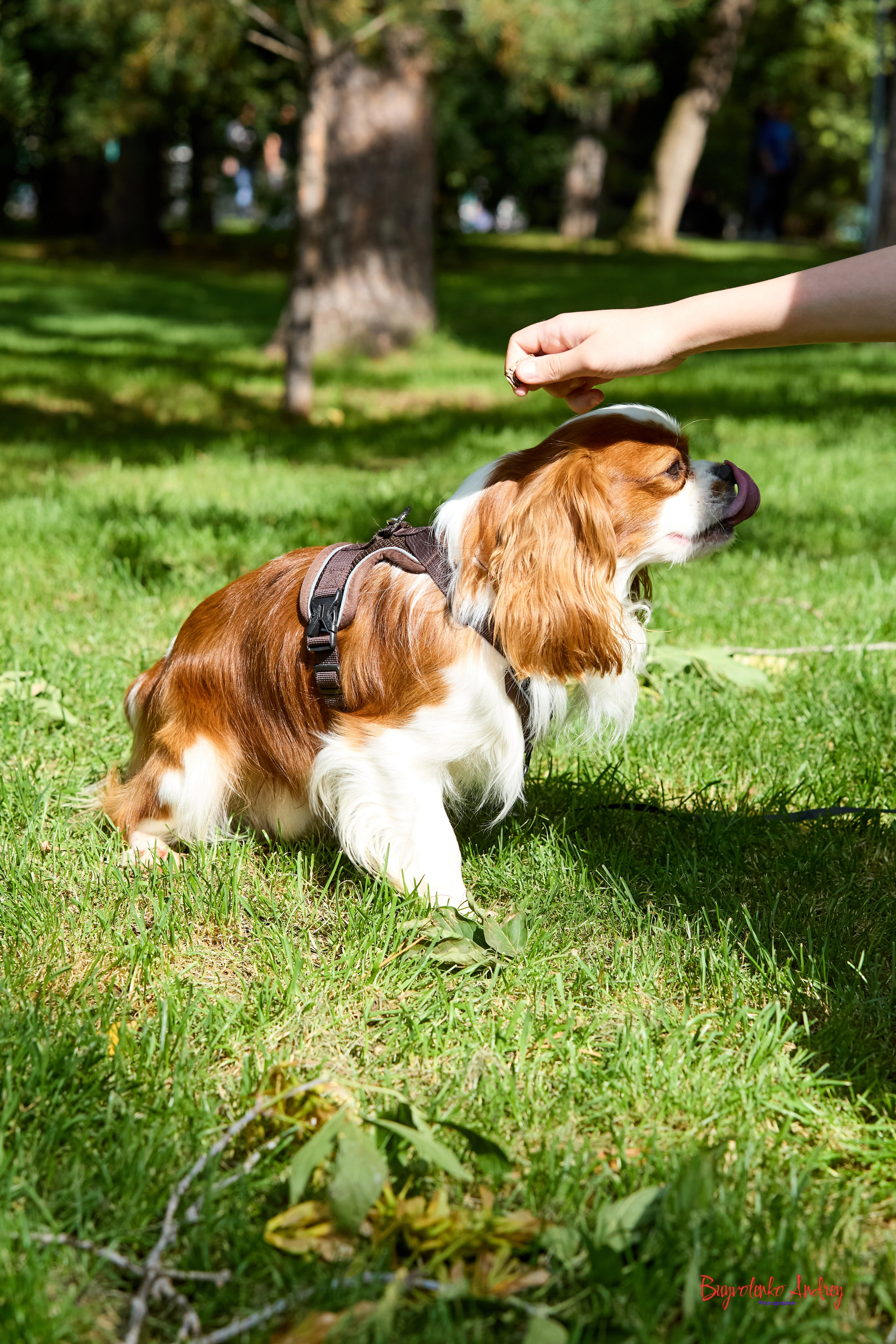 Фотопрогулка с кавалерами. Buyvolenko Andrey