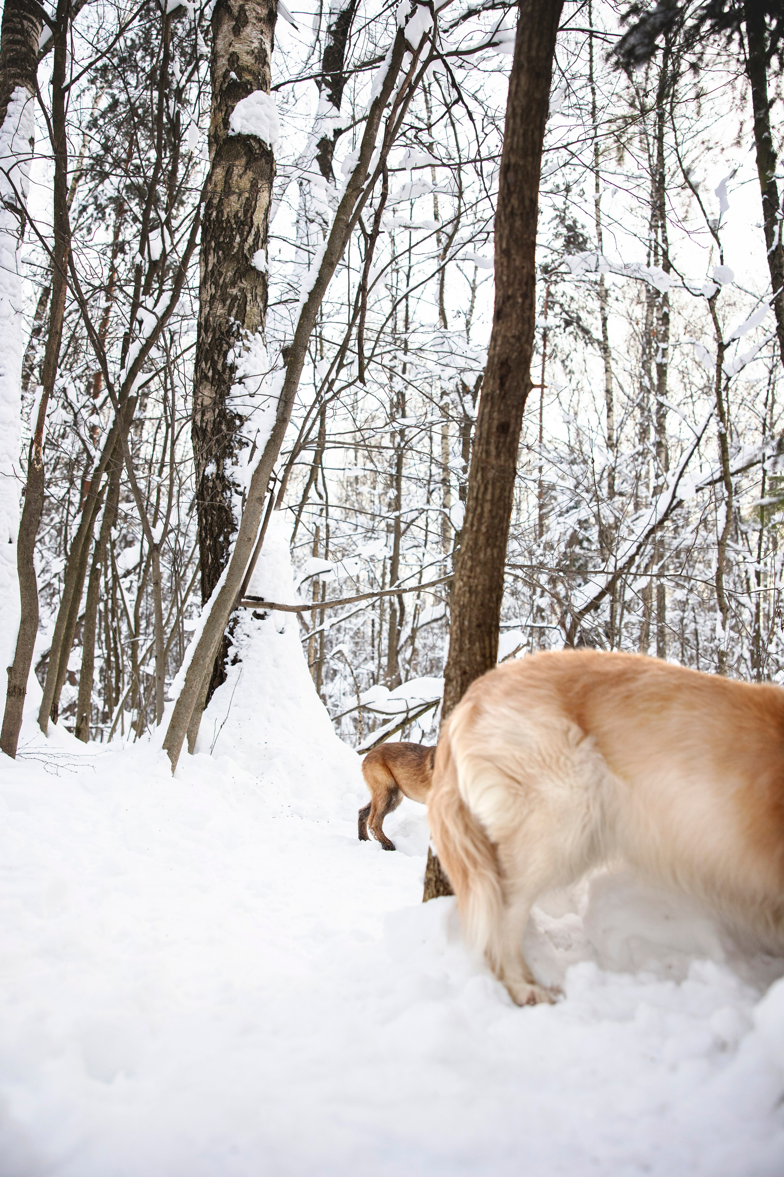 Бэлла и Панда. Анастасия Белаш