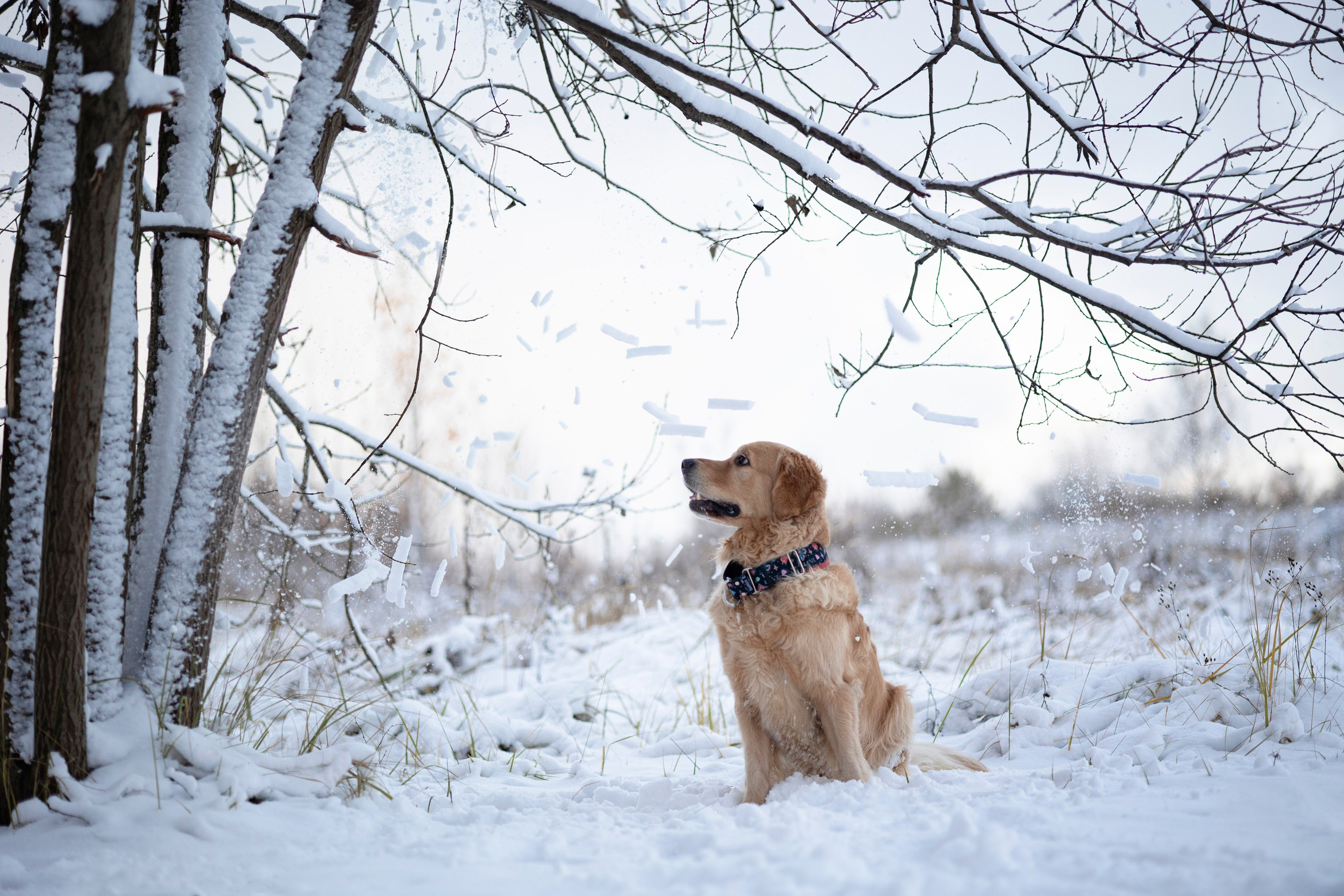 Съемка с собакой. Анастасия Белаш