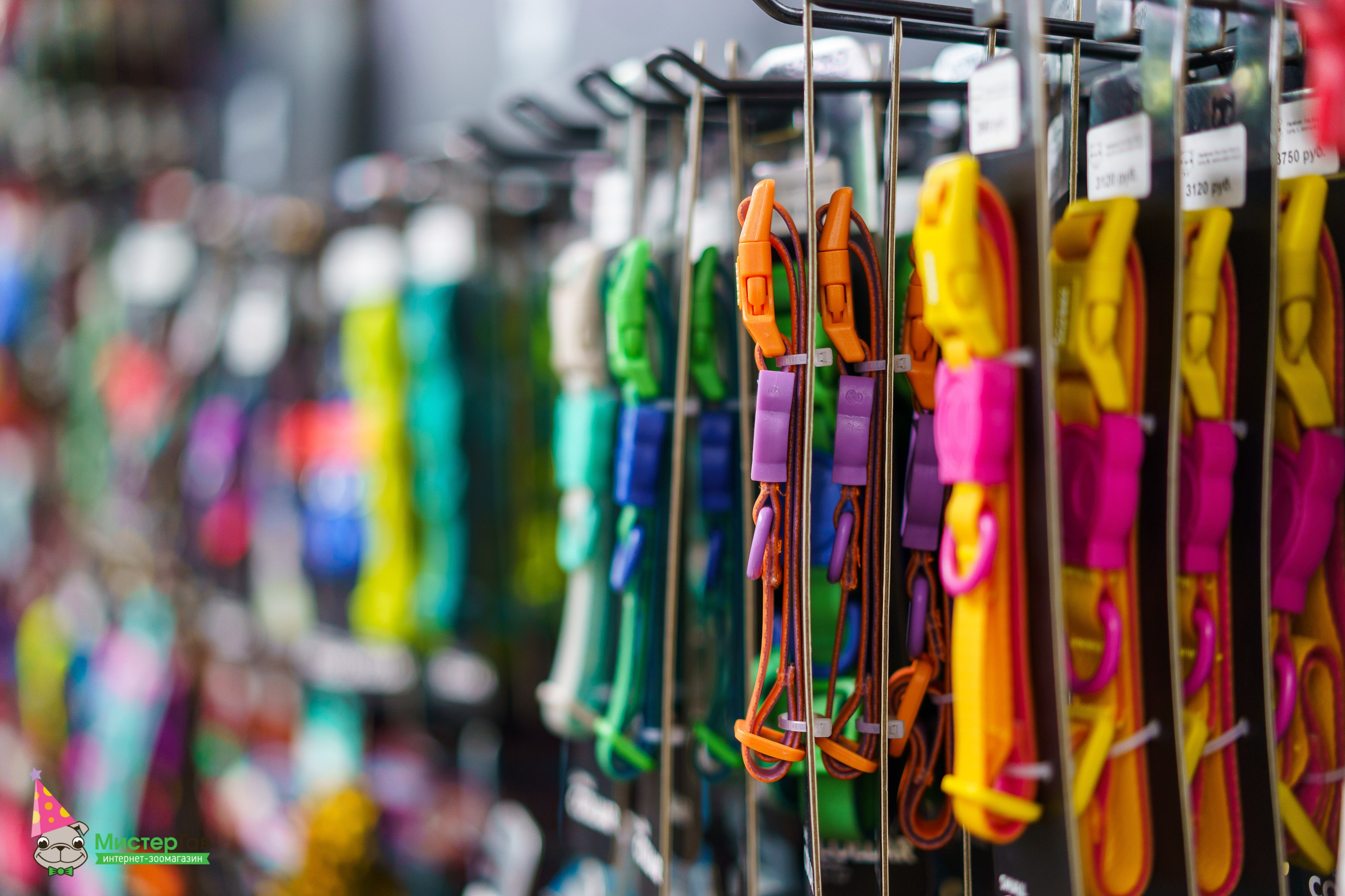 Мистер Гав -13 лет!. Фотограф Челябинск · Ольга Серебрякова