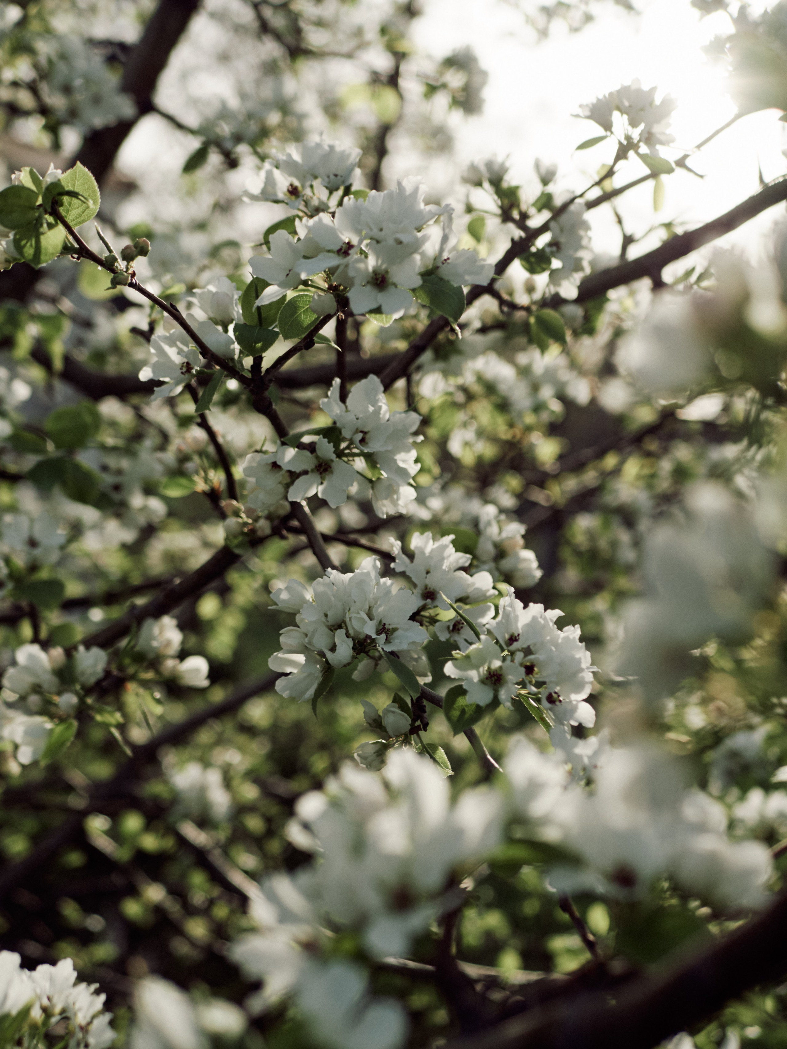 Цветущая ранетка на набережной Самары