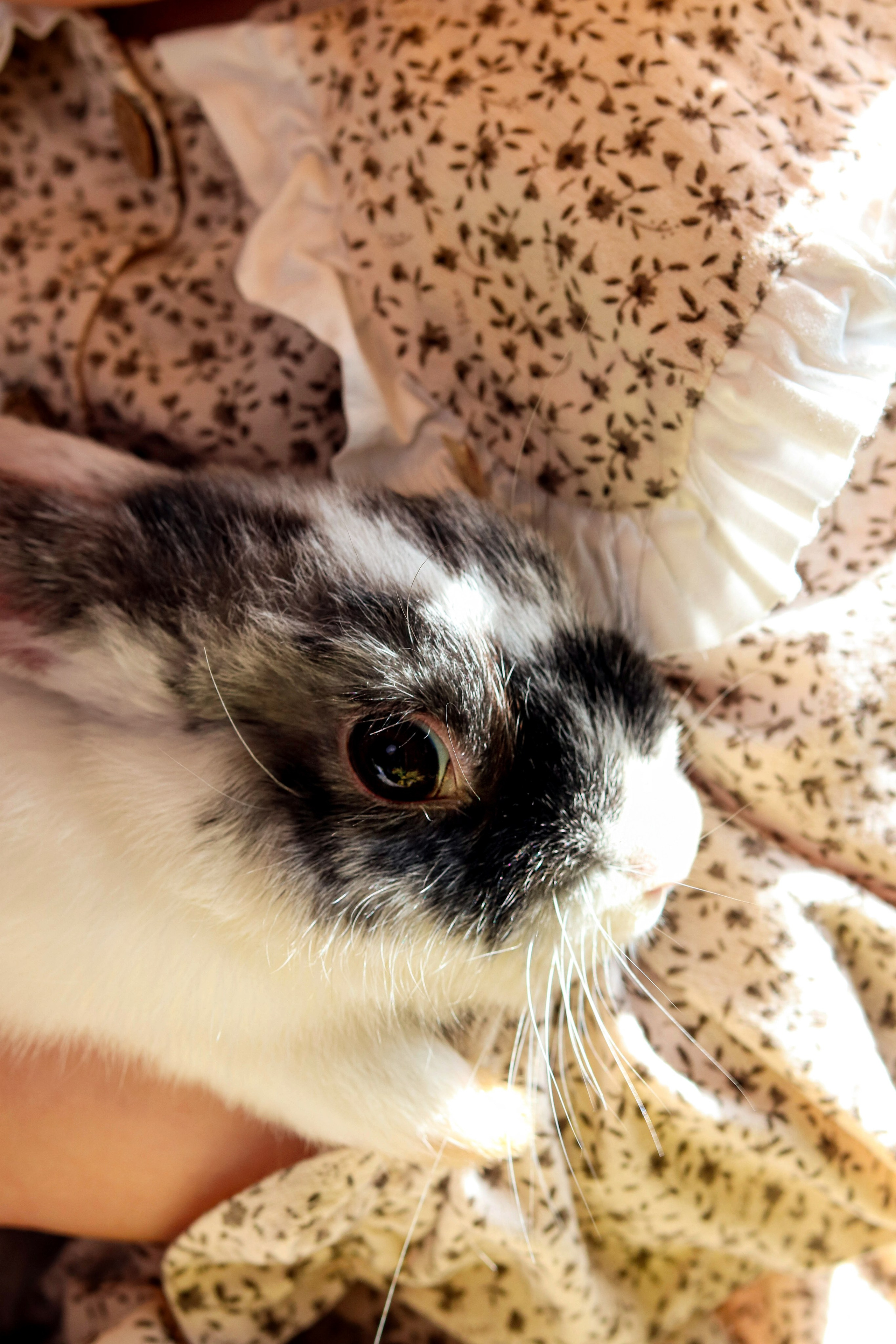 пасхальная фотосессия детская съёмка кролики яйца корзинки ферма