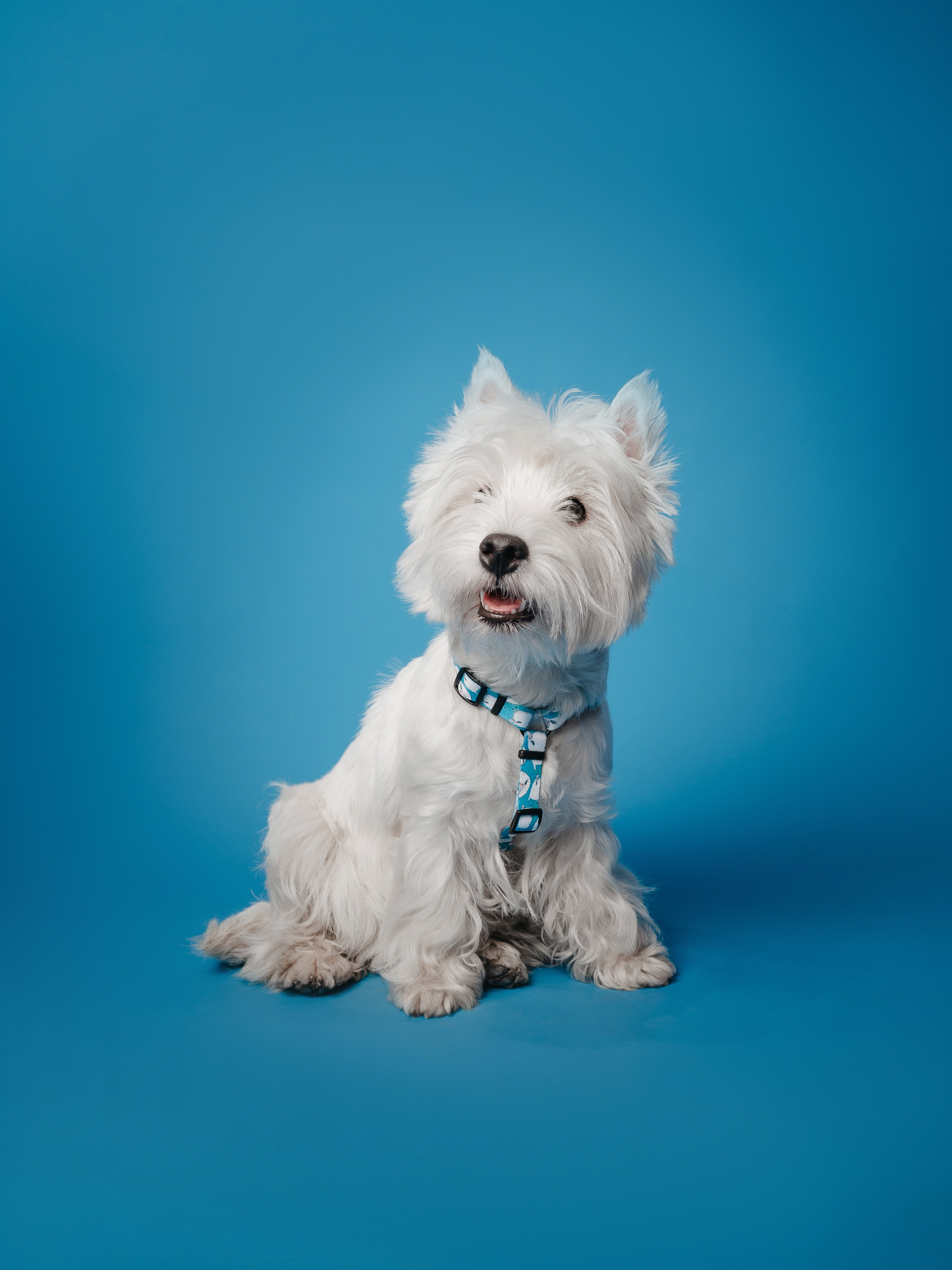 Bender&Frai. Овечки. Семейный фотограф анималист Ананьева Мария — Москва