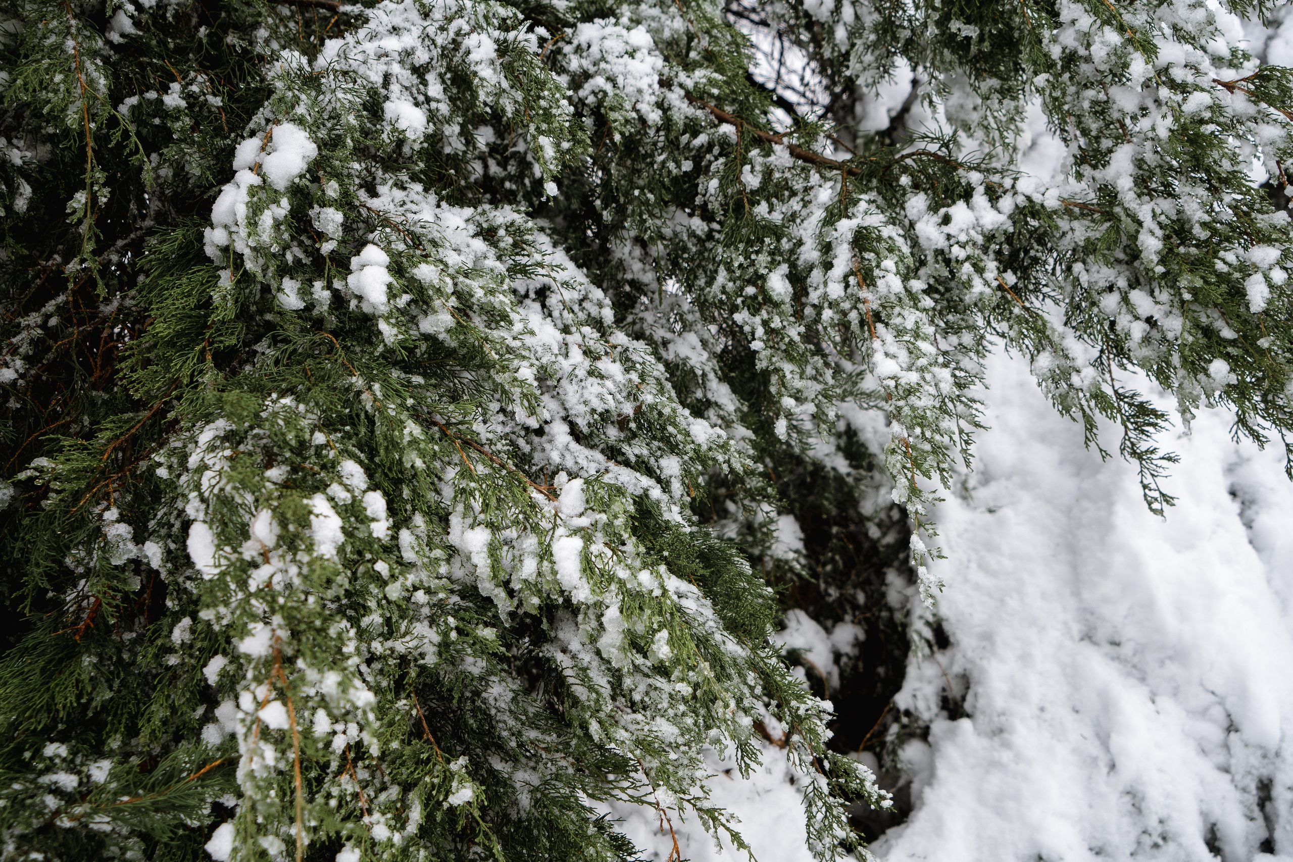 Зима 2024. Свадебный и семейный фотограф/видеограф в Краснодаре Наталья Осинская