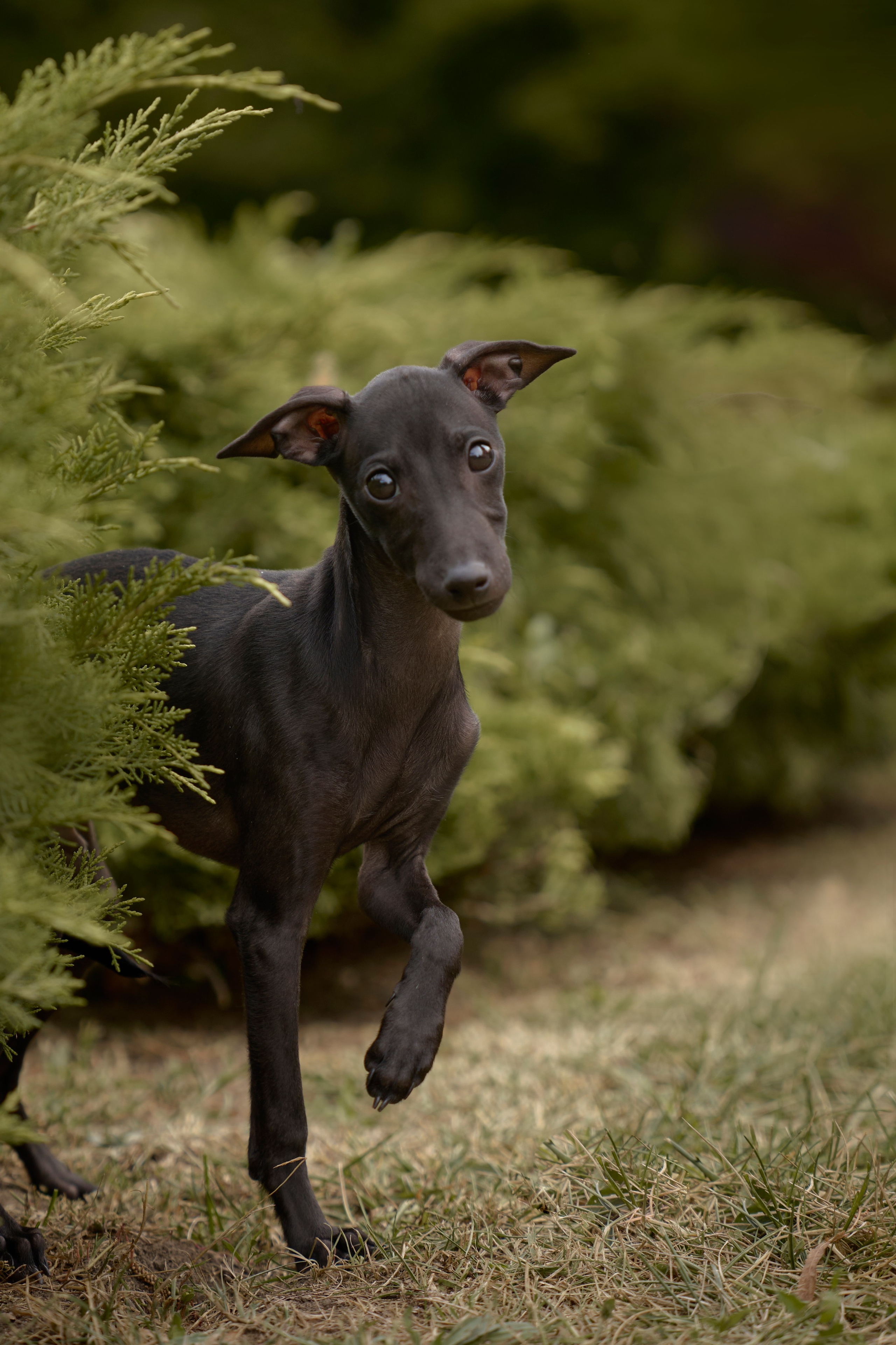 Макар и Анна