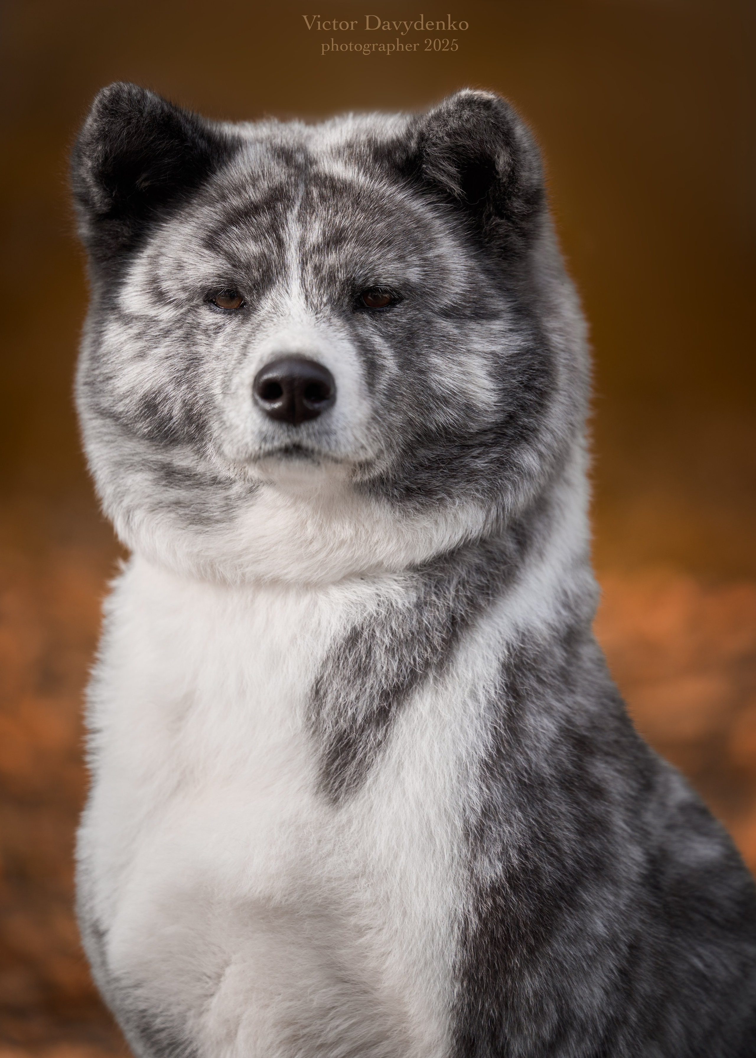 фотосессия собак краснодар выставка собак фотограф анималист сочи японская акита