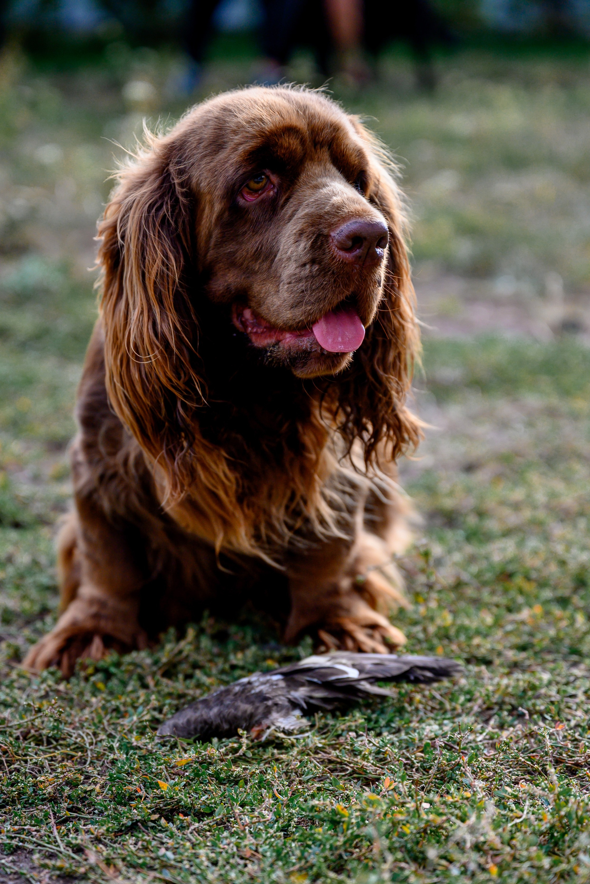 Спаниель и Лабрадоры. Bazarkom-photo.ru Фотограф Виктор Оськин в Старом Осколе