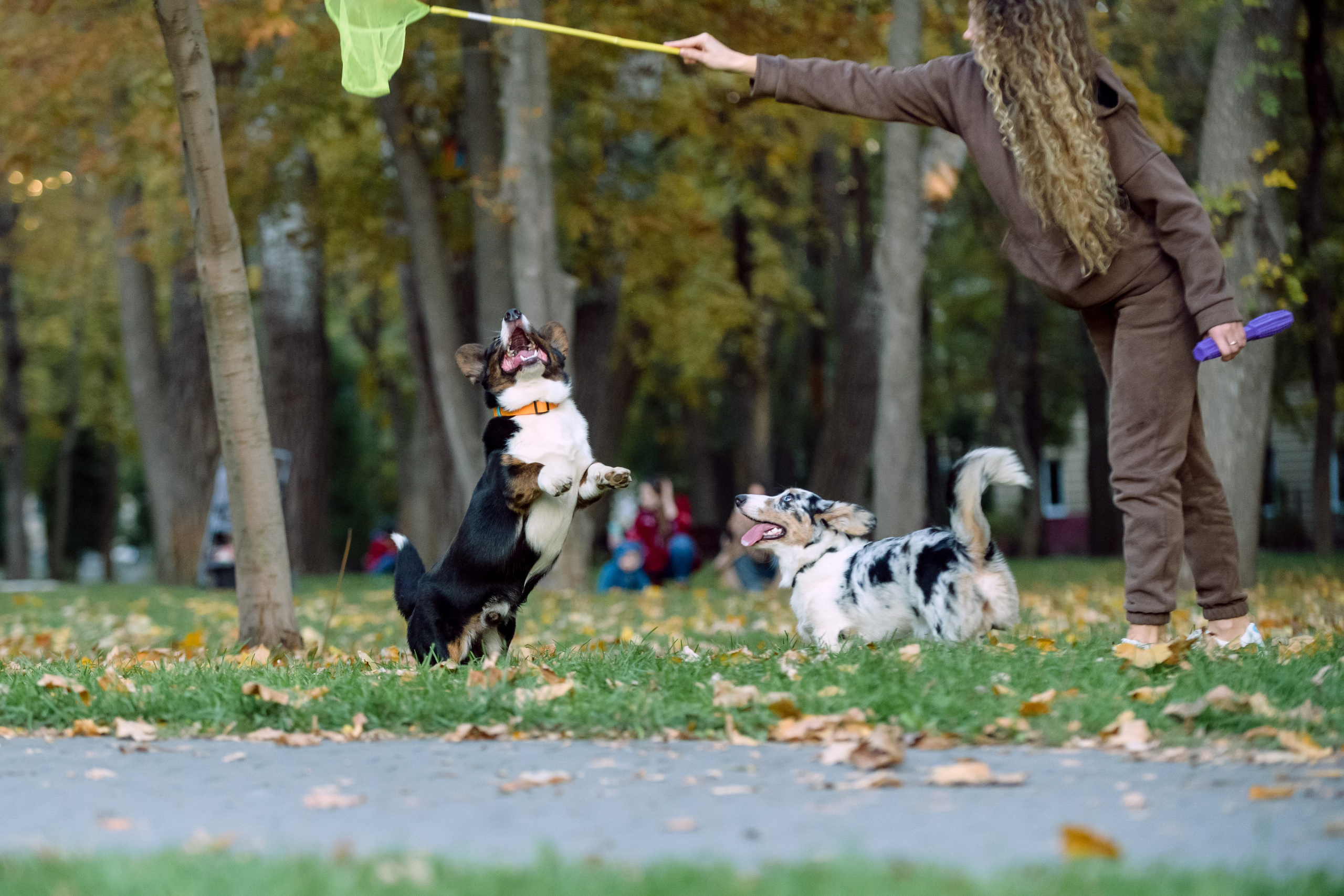 Оля и Ваня с собаками. Фотограф в Ростове-на-Дону Маркер Елена