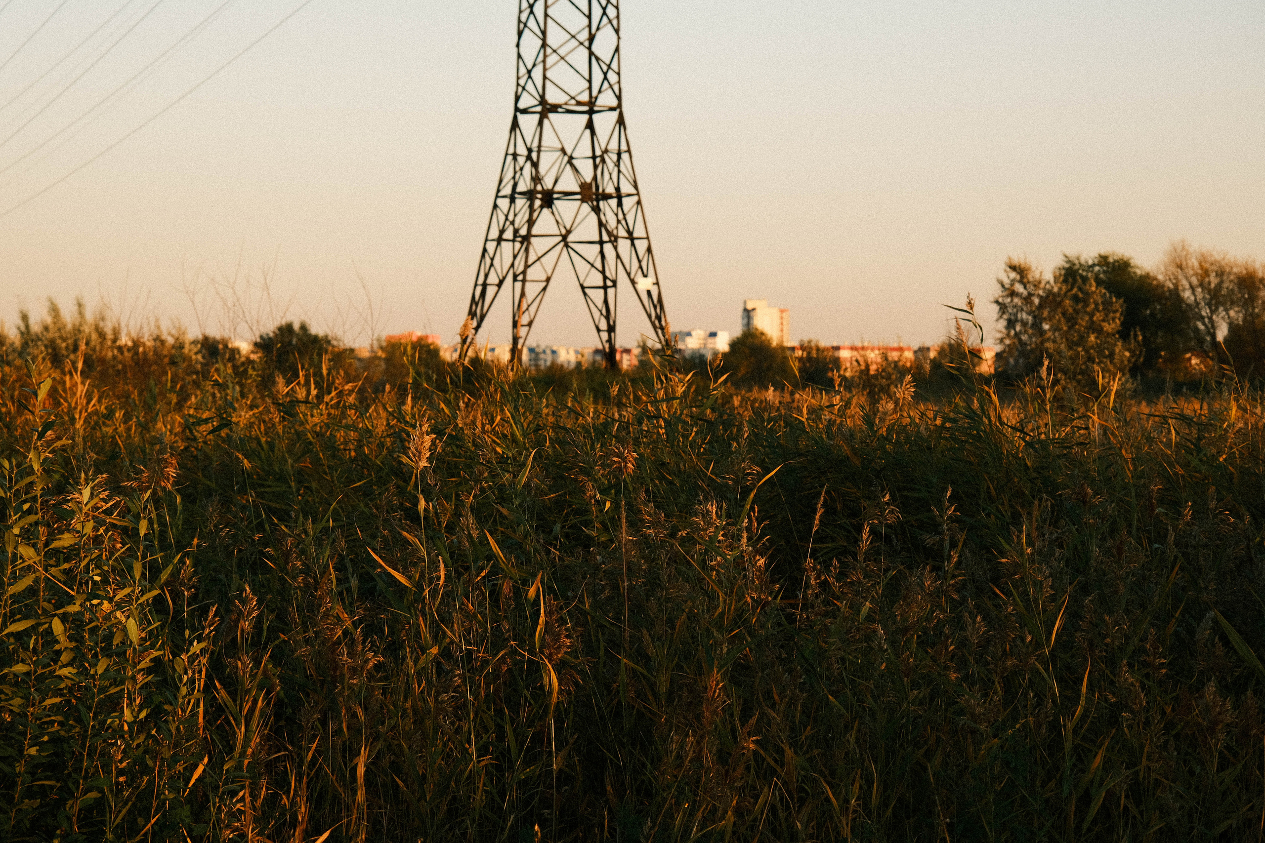 Камыши на берегу Первого озера 