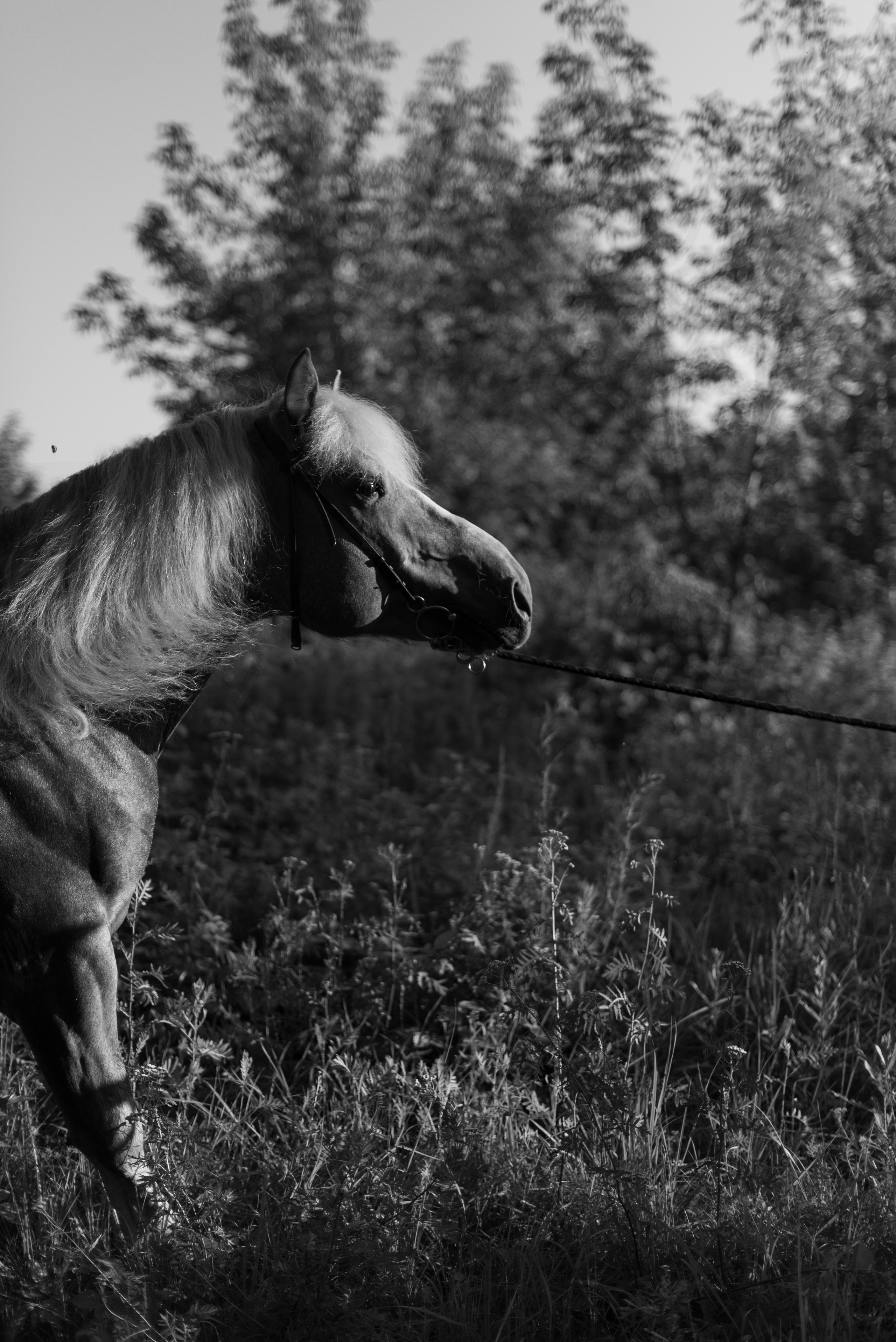 Анималистика Конный клуб ЧБ. Victoria Radjevna Репортажный Фотограф — Видеограф Москва • Санкт-Петербург