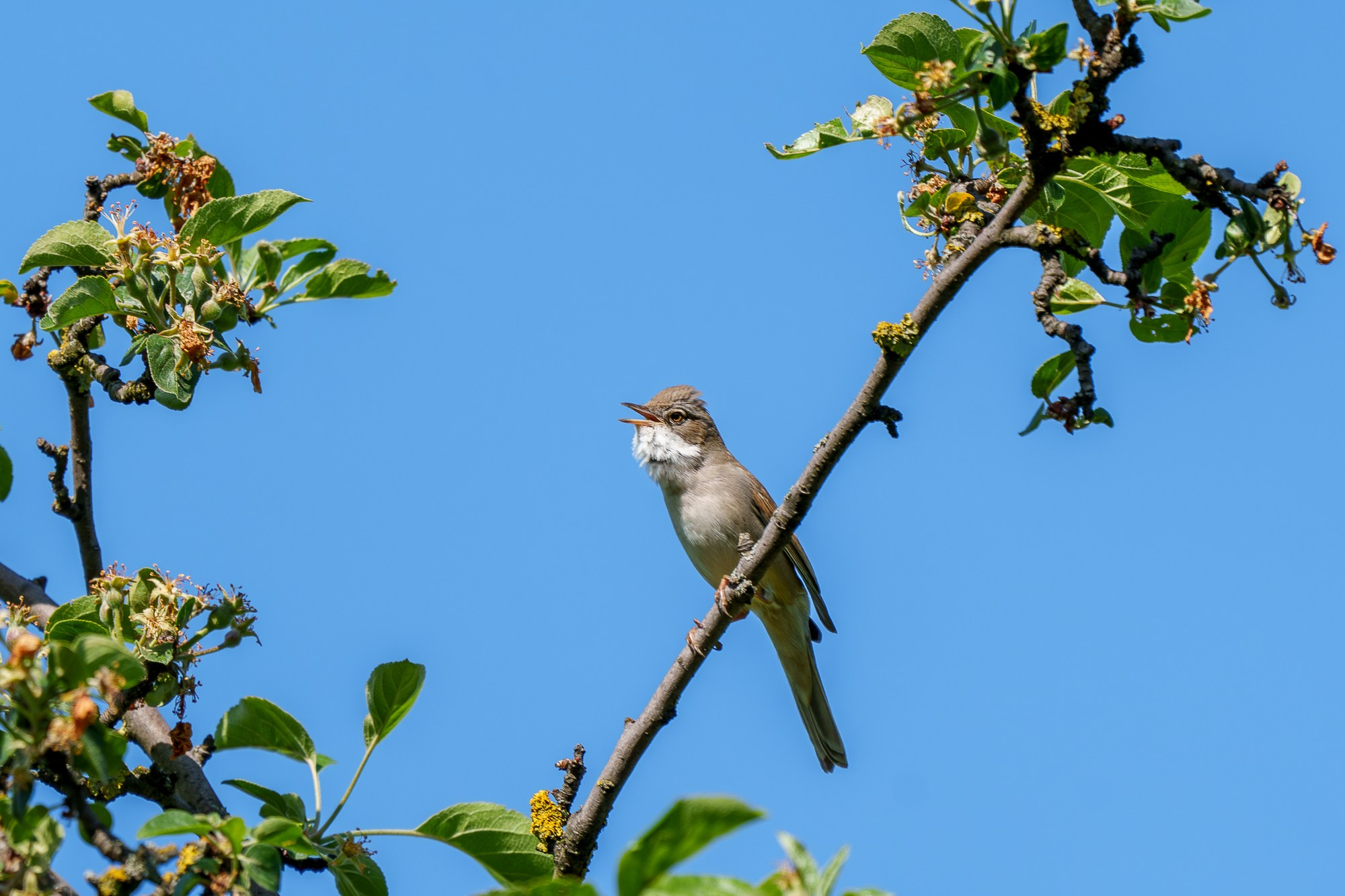 Удивительные мир птиц. Вокруг нас столько прекрасного — присмотритесь!. Ваш личный фотограф Марина Волкова