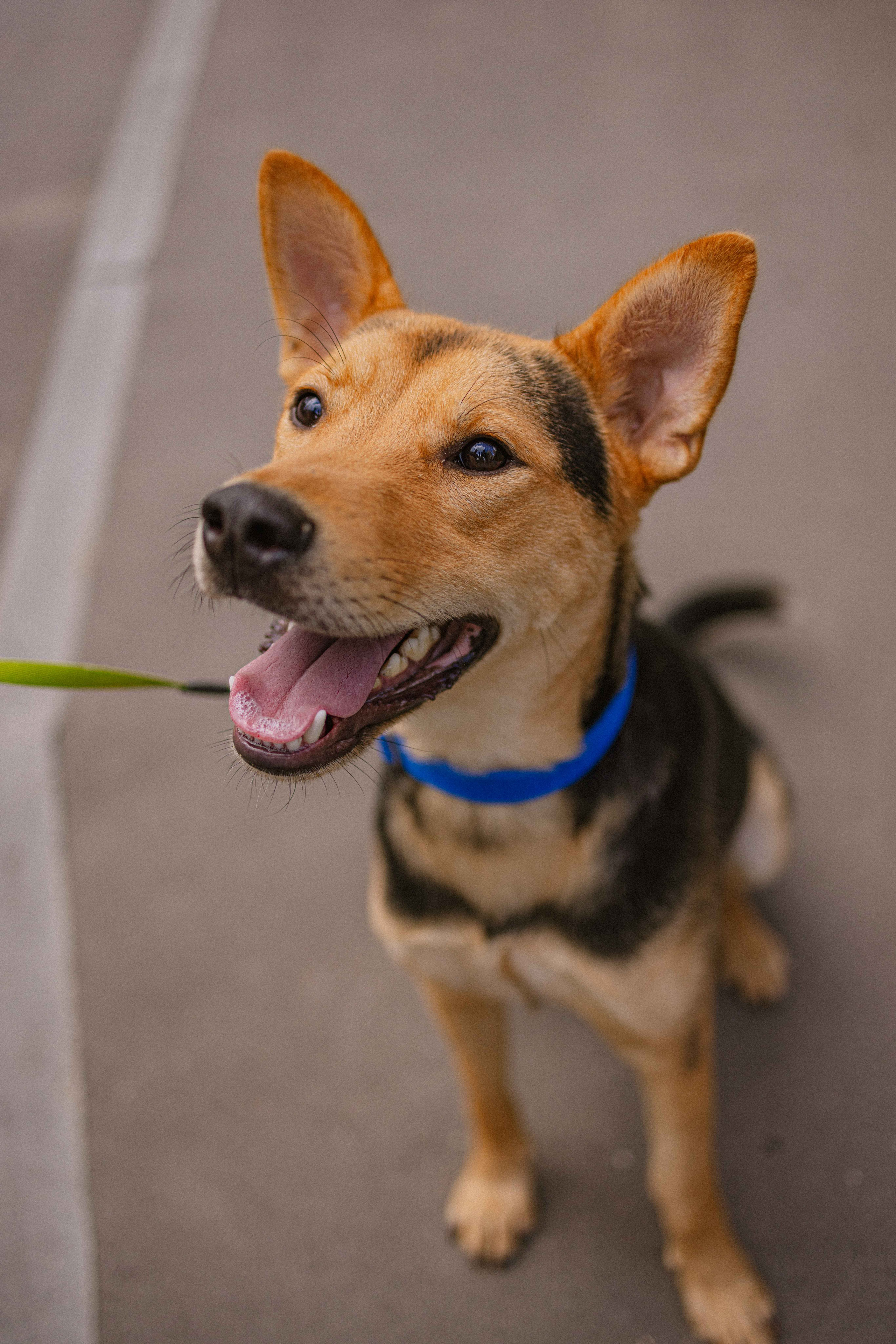 Джеки. Фотограф-анималист в Москве Лера Черноног