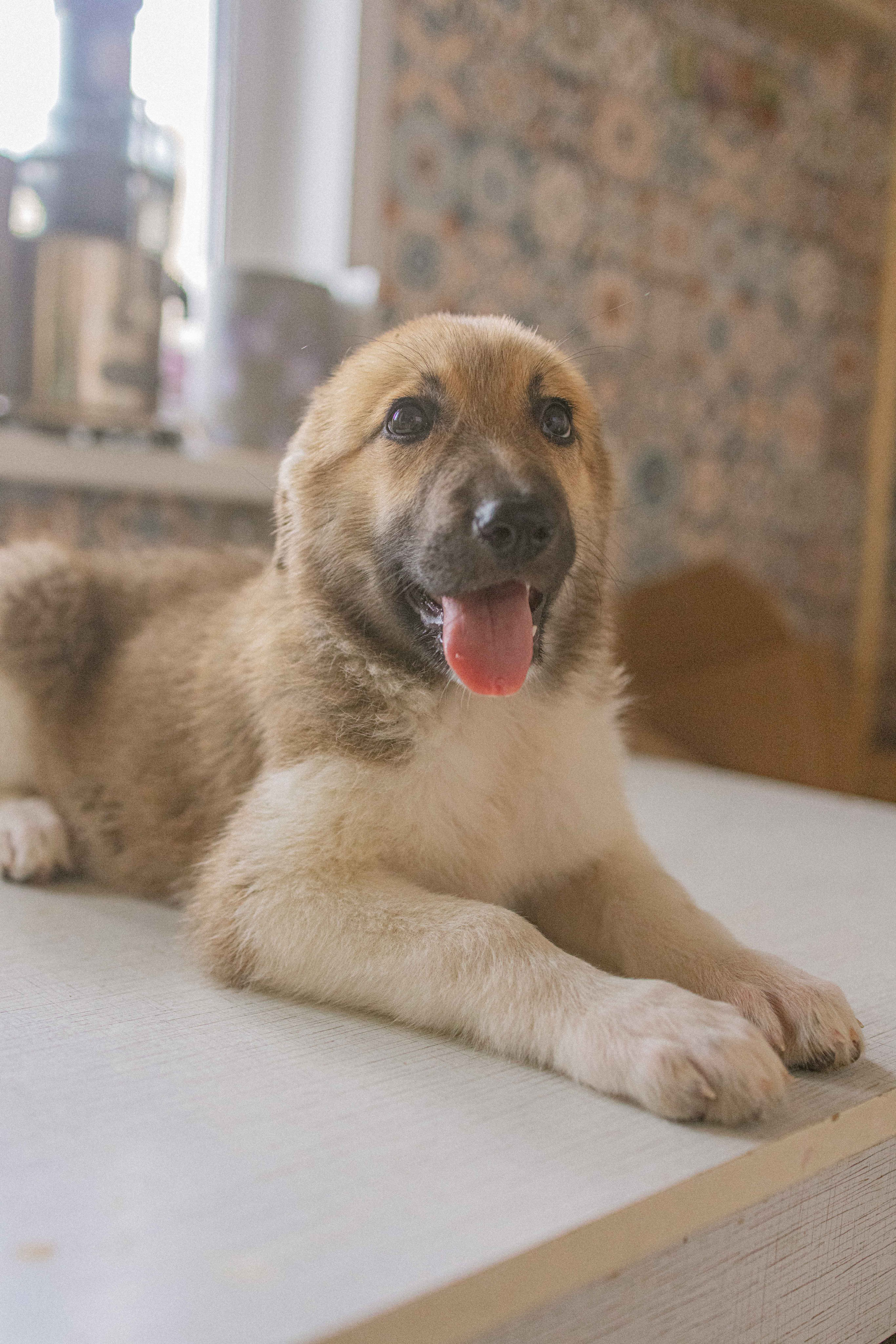 Щеночки на кухне. Фотограф-анималист в Москве Лера Черноног