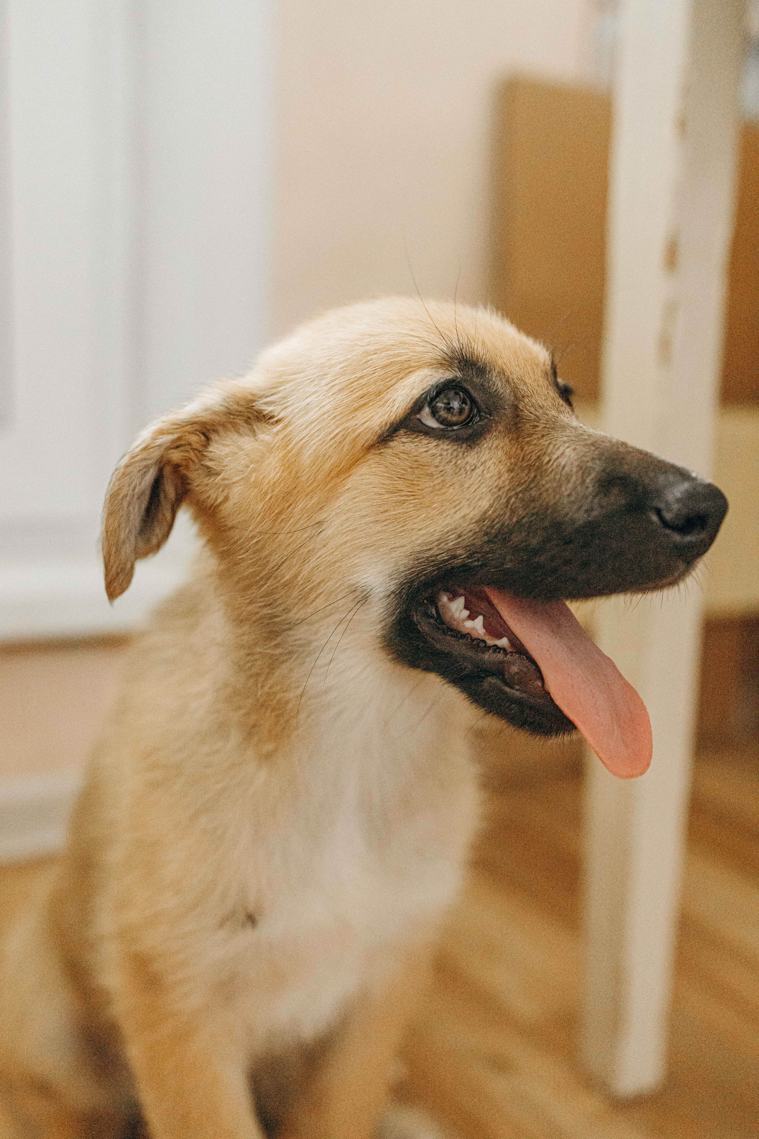 Щеночки на кухне. Фотограф-анималист в Москве Лера Черноног