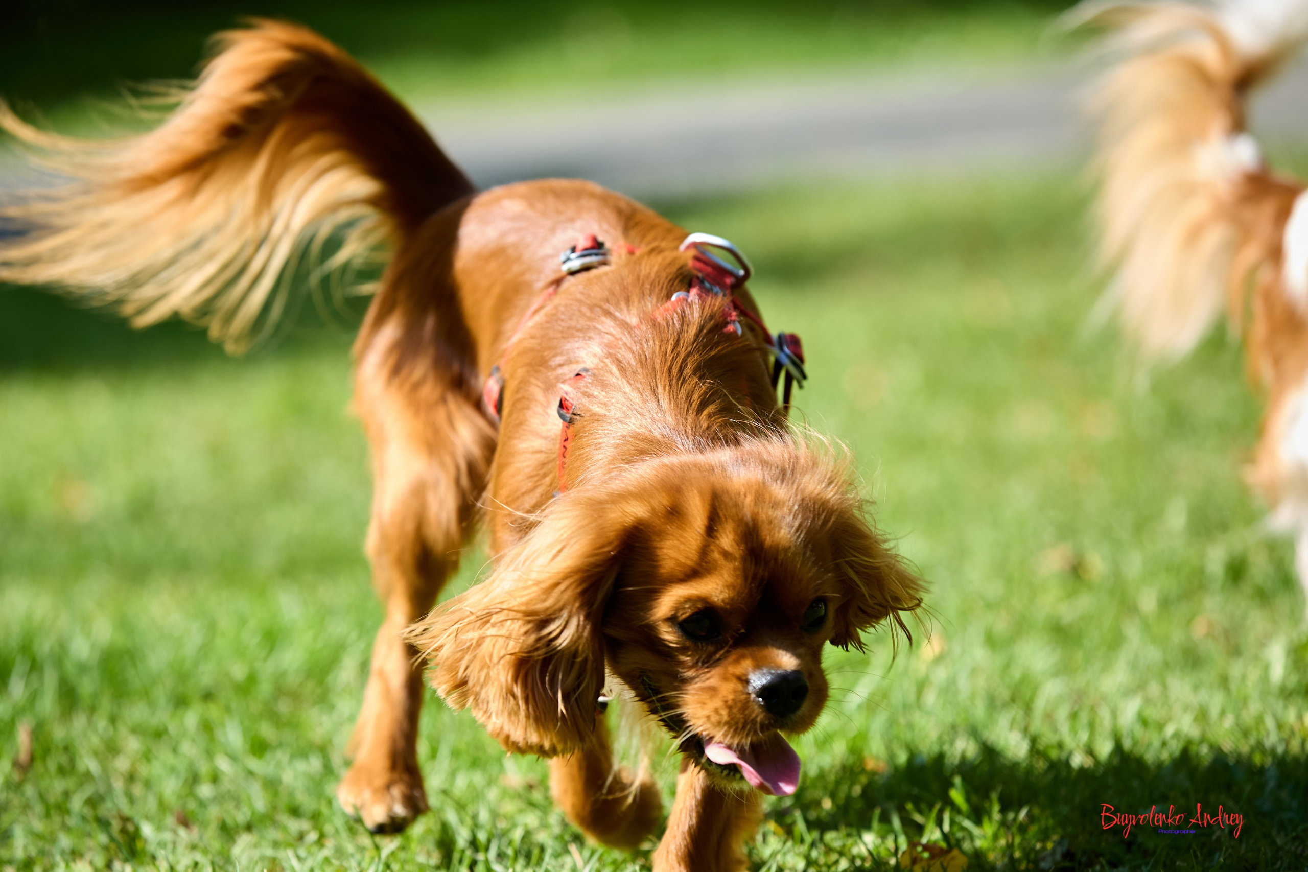 Фотопрогулка с кавалерами. Buyvolenko Andrey