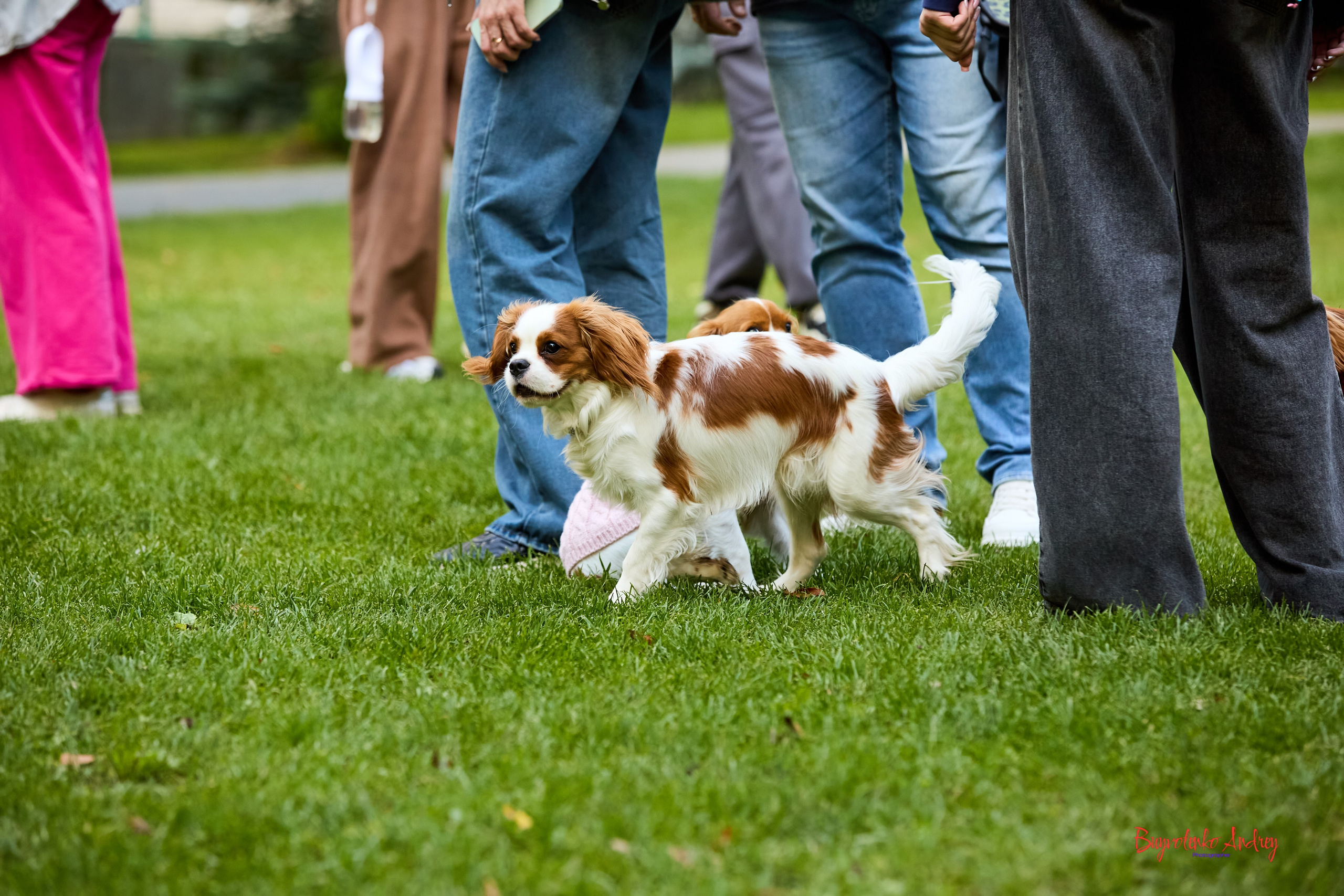 Фотопрогулка с кавалерами. Buyvolenko Andrey