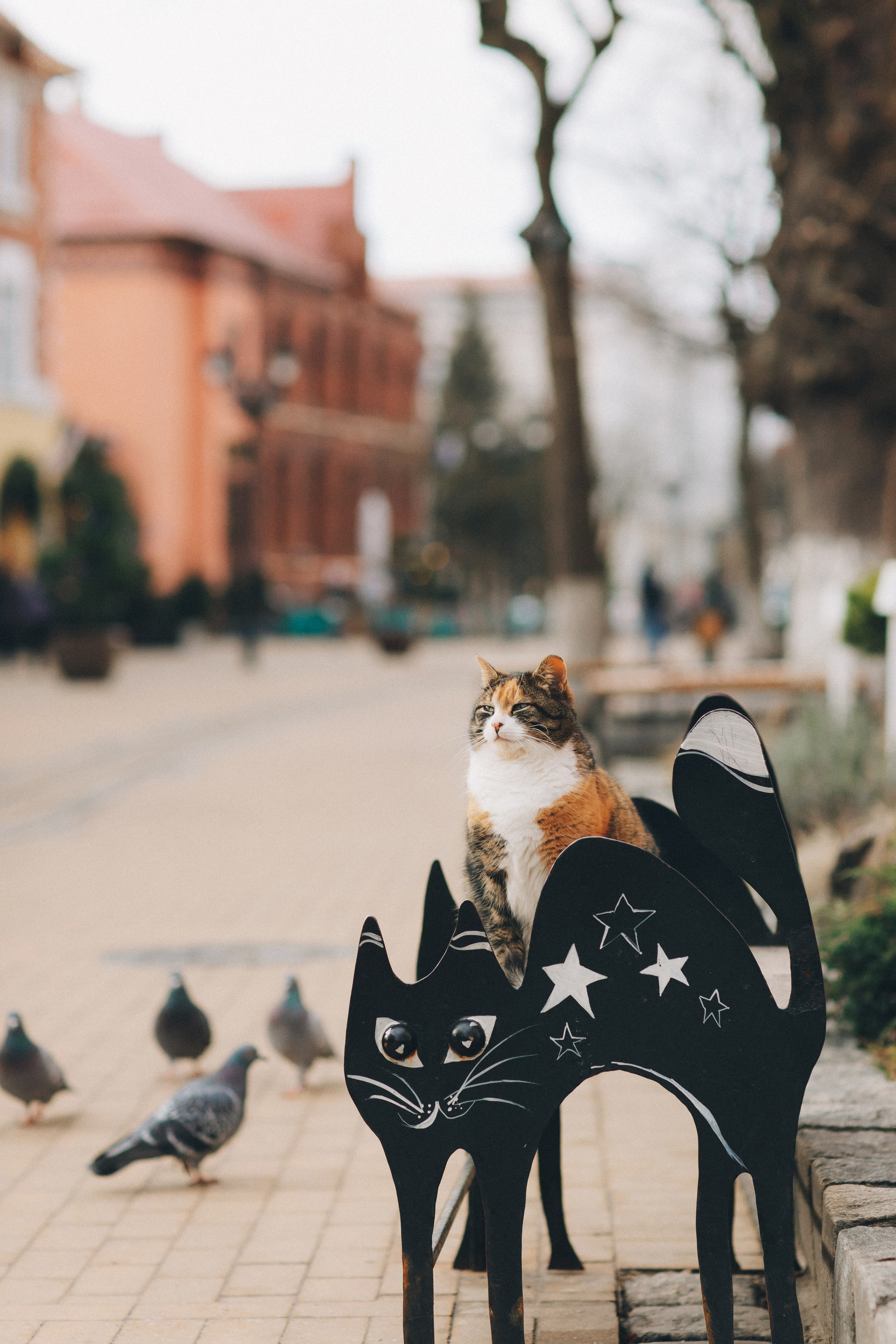 Коты Зеленоградска. Фотограф Зеленоградск Красильникова Елена