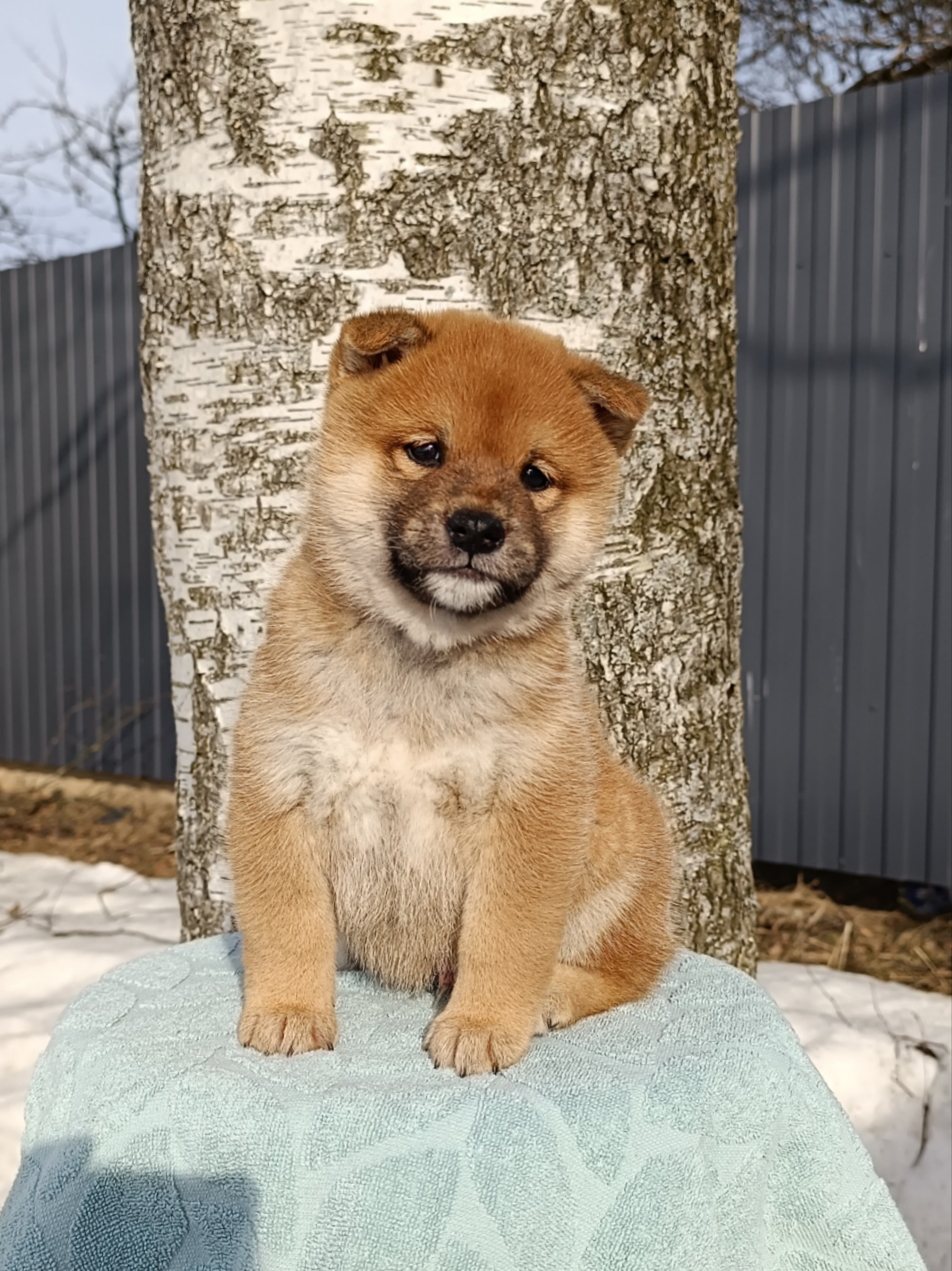 Сиба Rubylight Everest питомник Рубилайт 