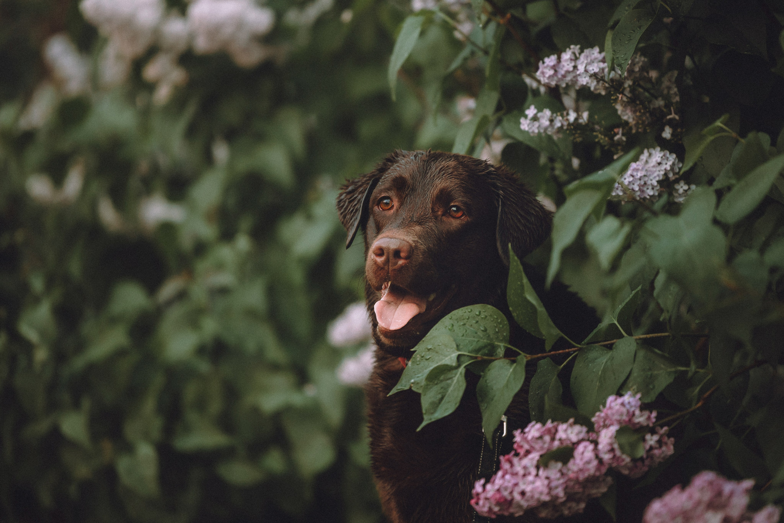 Катя, Ваня и Джеси
