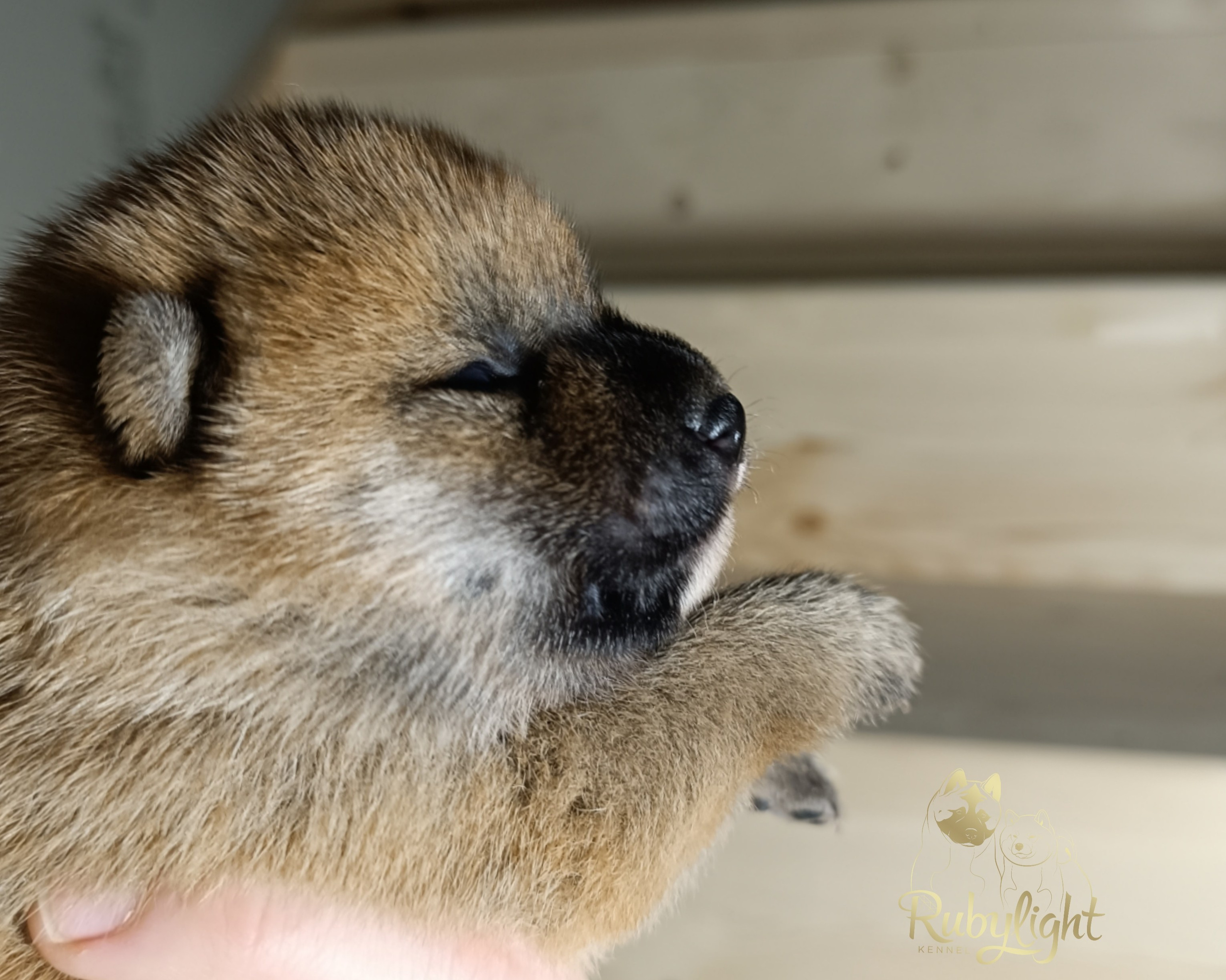 Сиба Rubylight Ellis питомник Рубилайт 