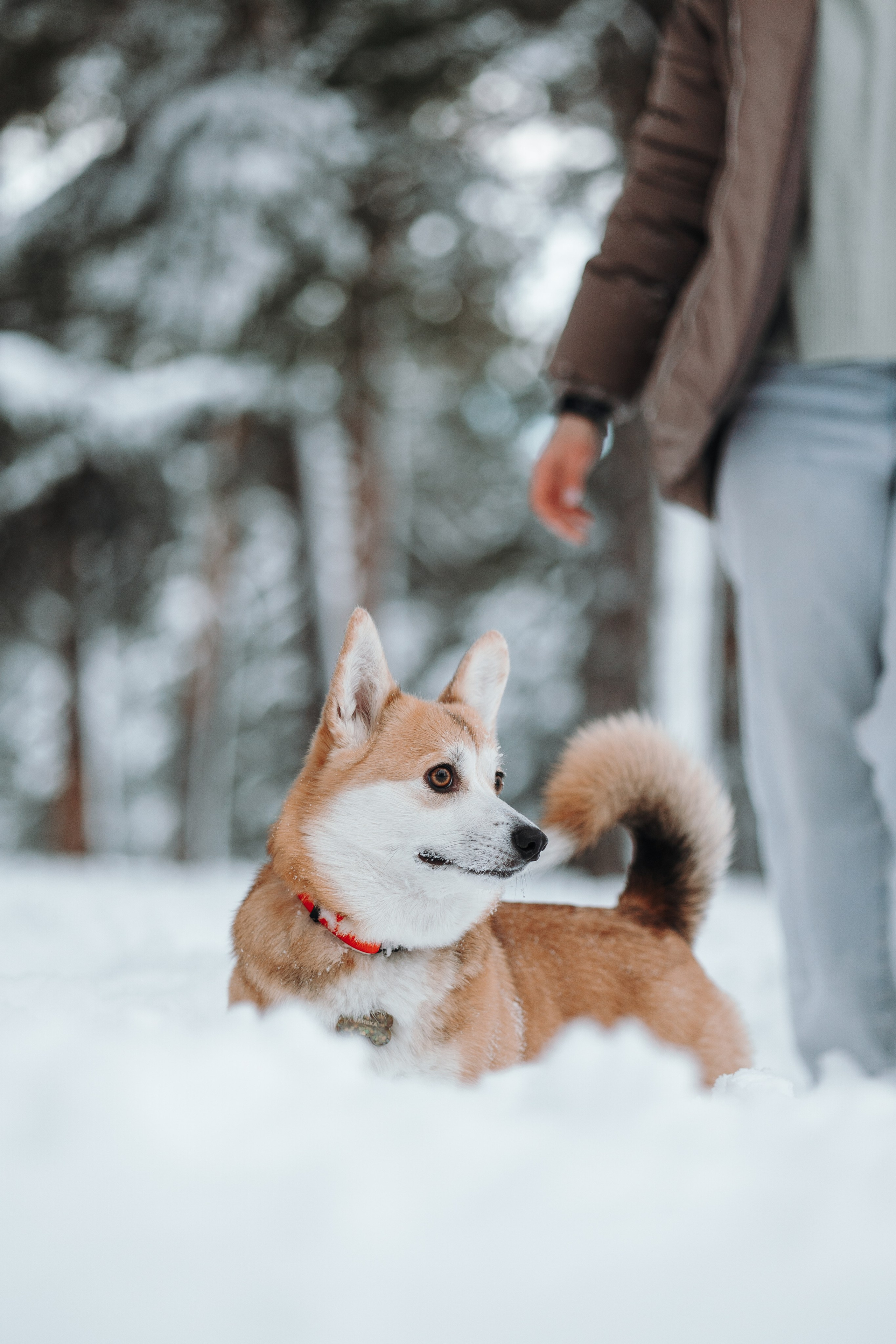 Оливка и ее семья. Фотограф — Анималист | Санкт-Петербург