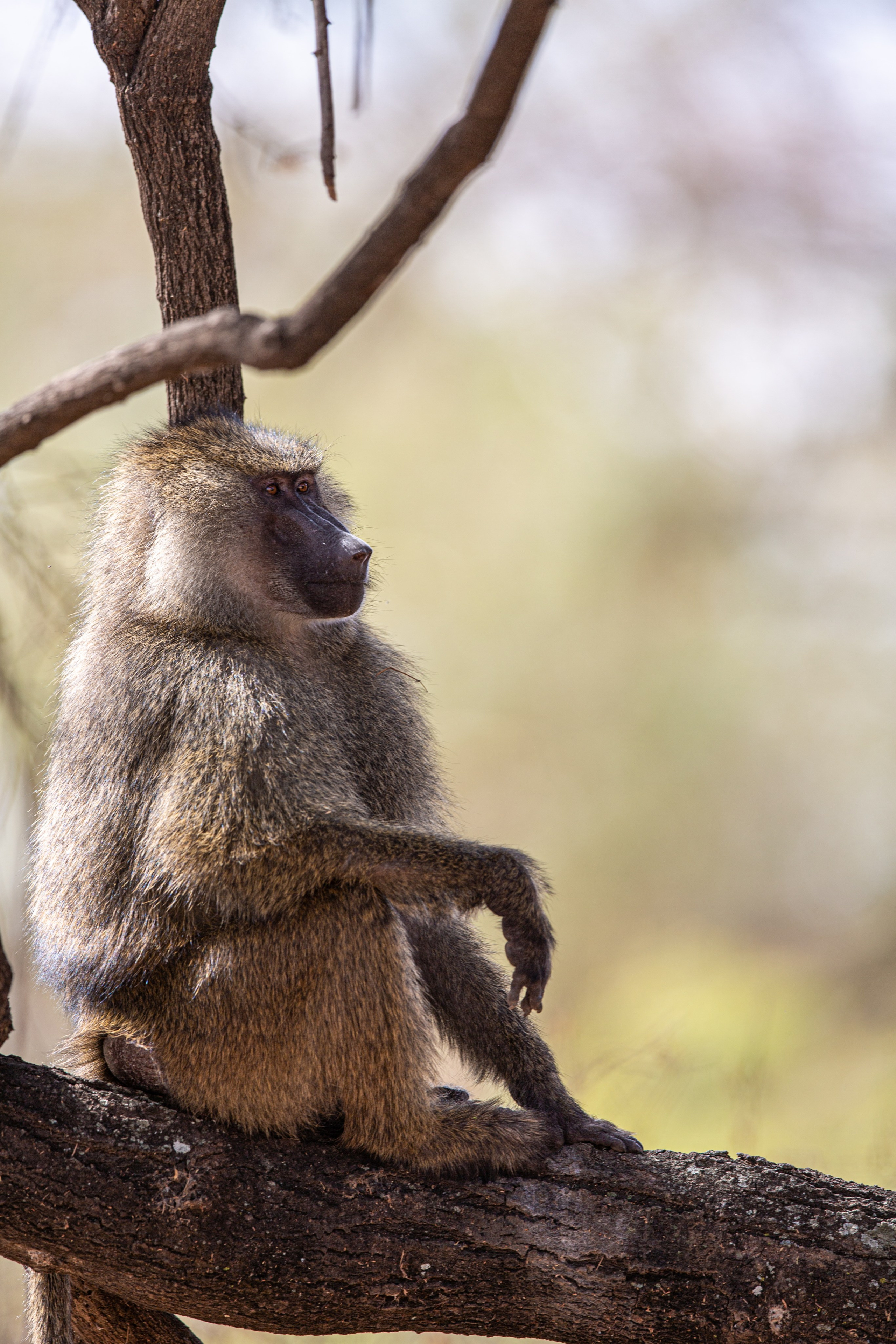 Танзания. Добродеева Алла фотограф, Москва