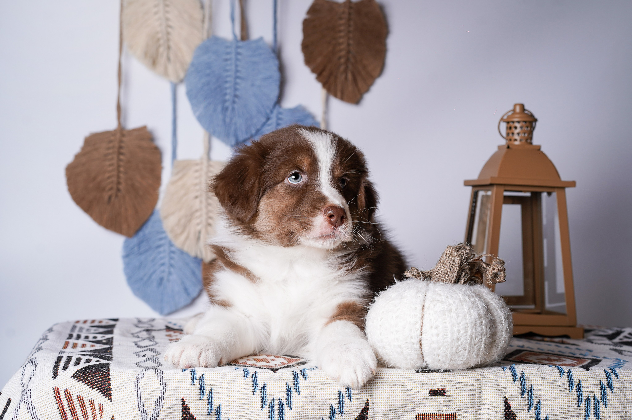 Щенки аусси. Фотограф-анималист в Санкт-Петербурге Яна Мартынова