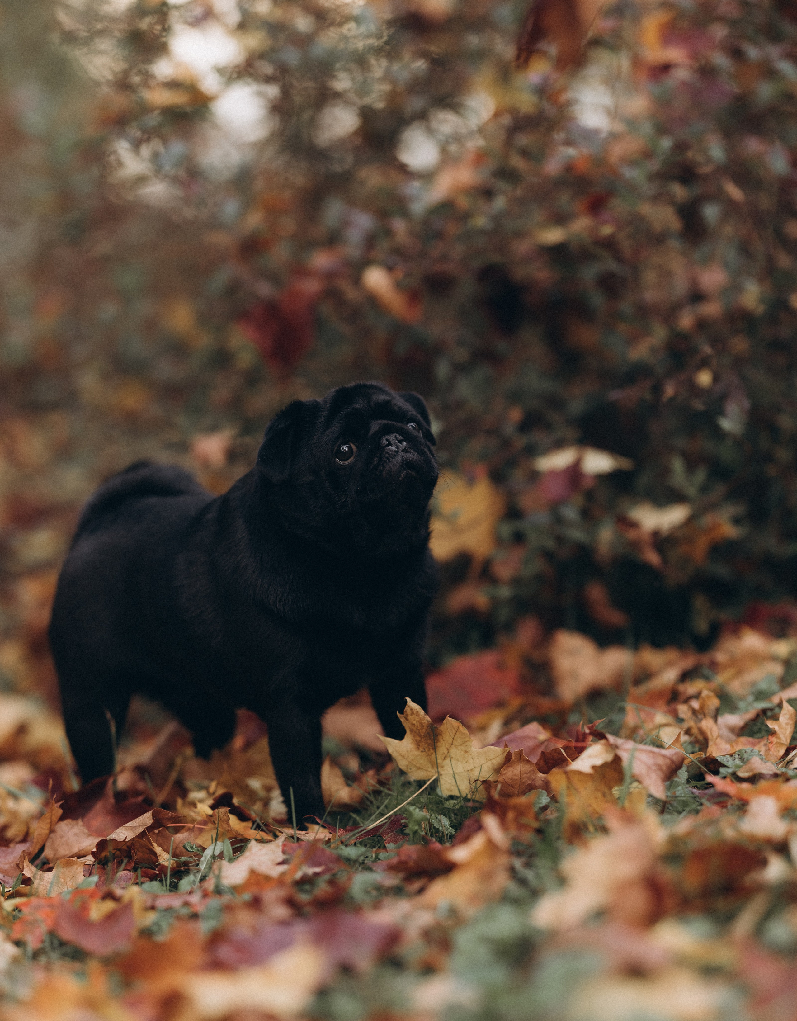 Варя, Ваня и Чарли. Татьяна Афонина | Фотограф