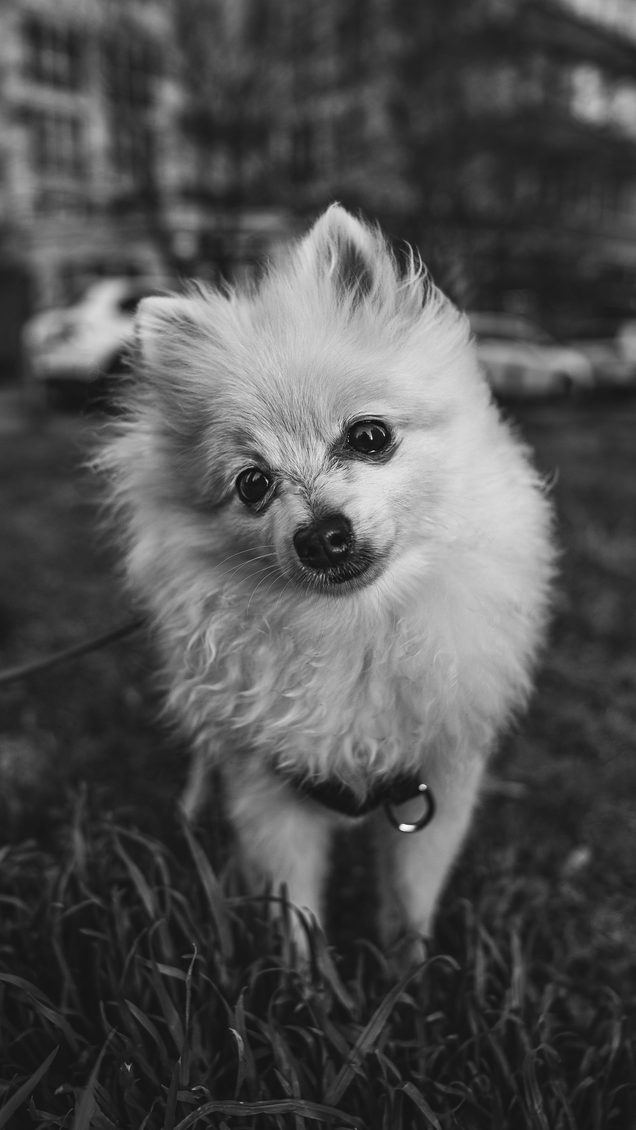 Животные. Репортажный фотограф в Краснодаре Рындин Дмитрий