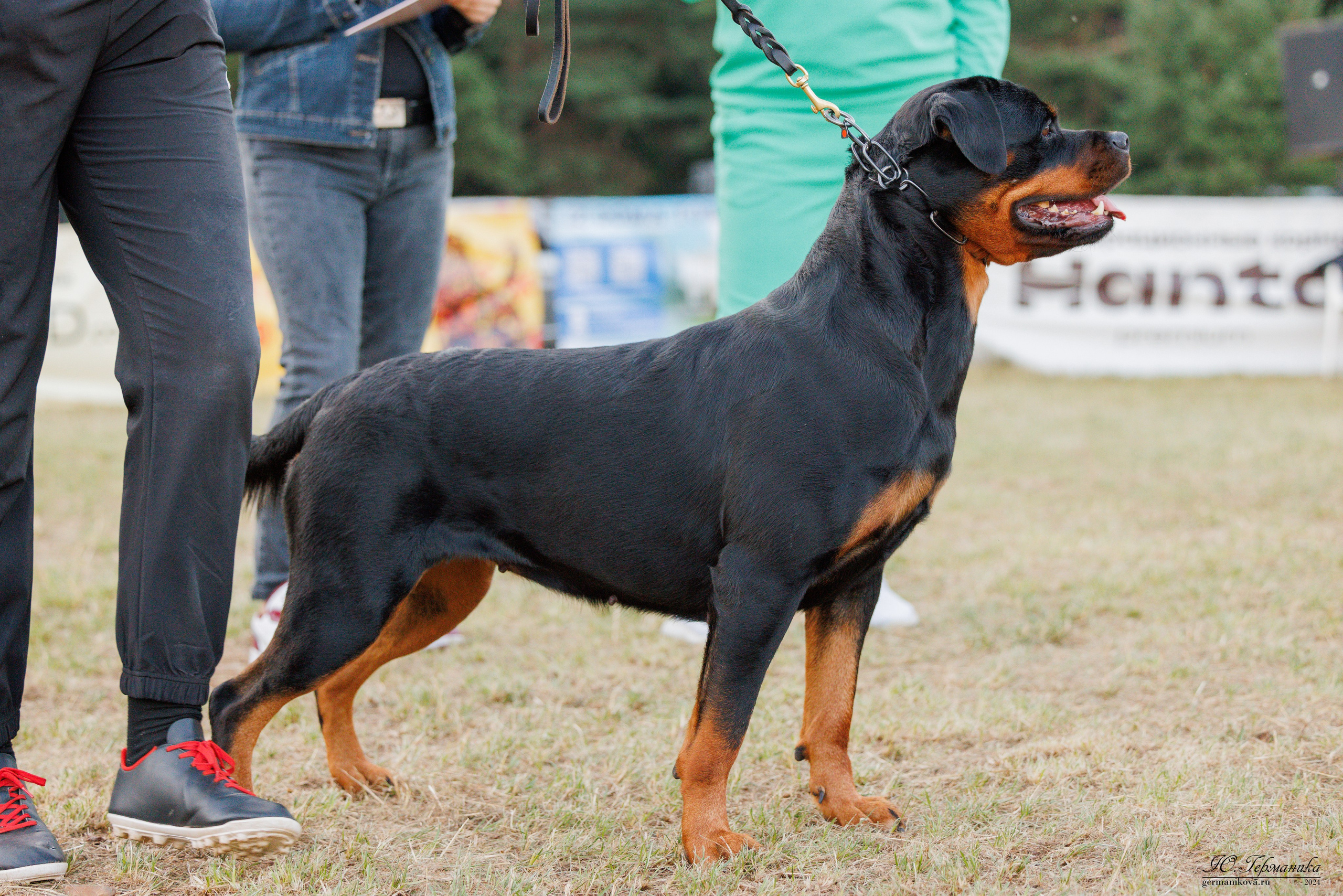 ПК и КЧК ротвейлеры Тверь 6-7.07.2024. Фотограф-анималист Юлия Германика
