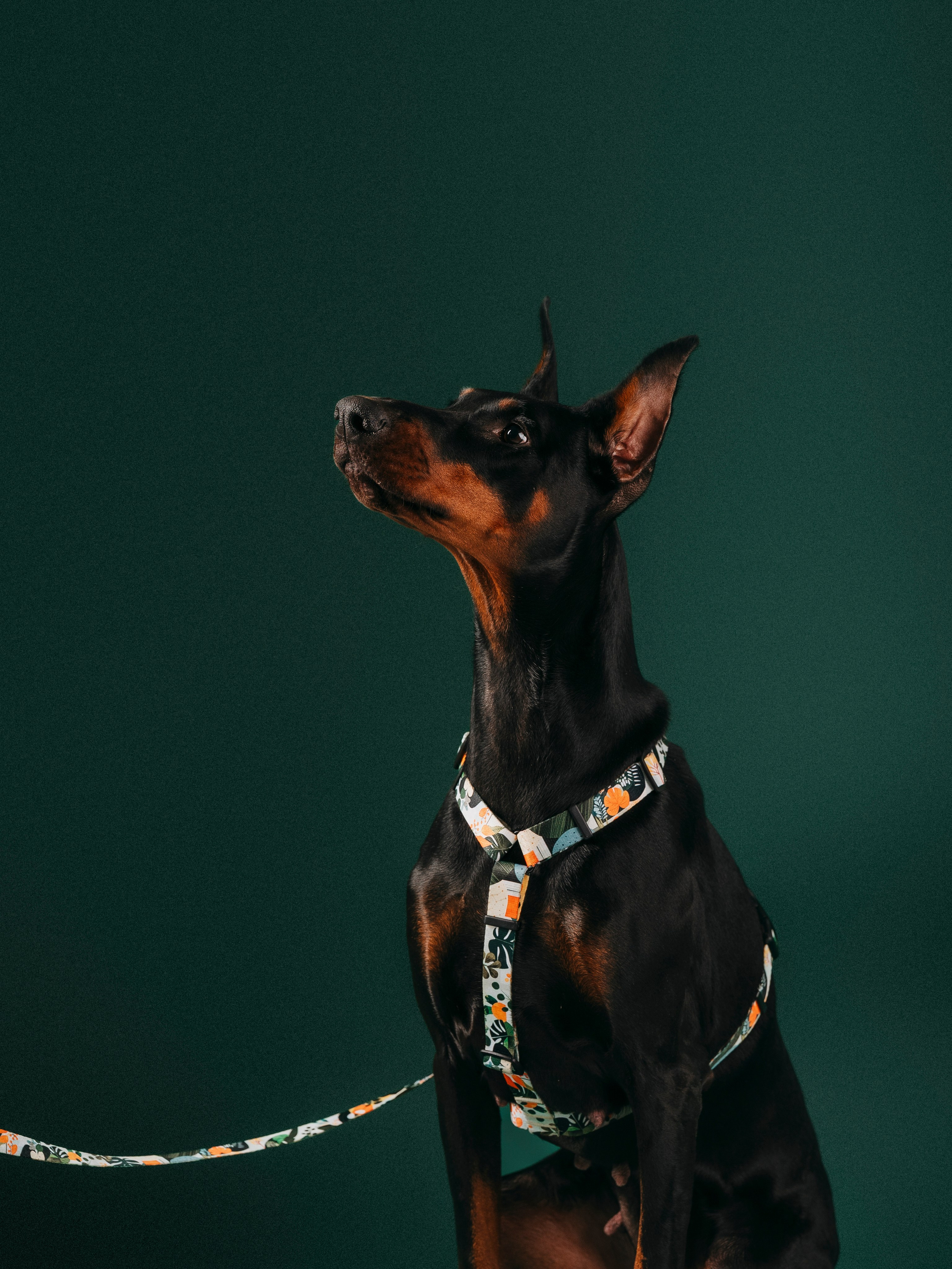 B&F. Амуниция. Семейный фотограф анималист Ананьева Мария — Москва