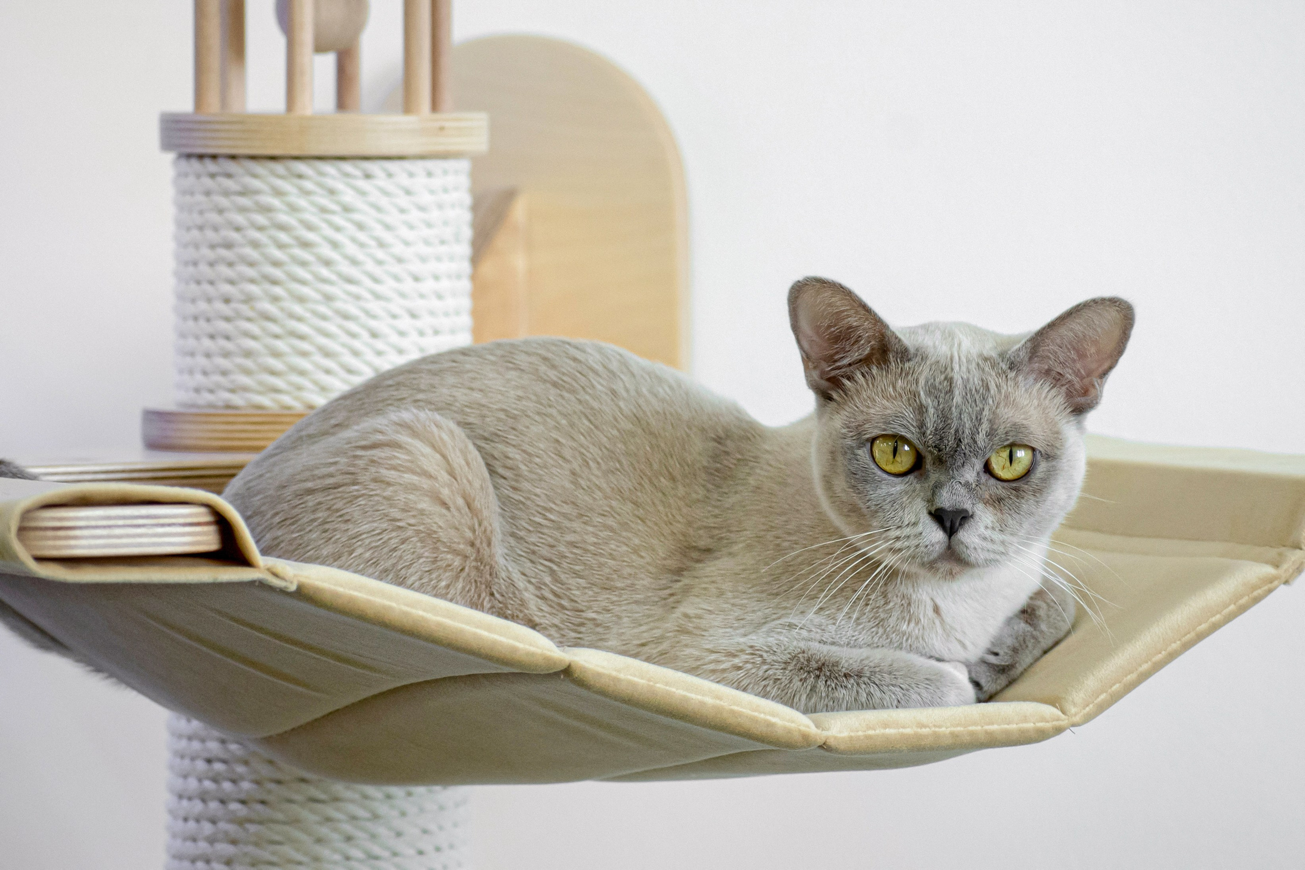 Съемка кошек. Фотограф анималист в Ростове I Гончарова Анна