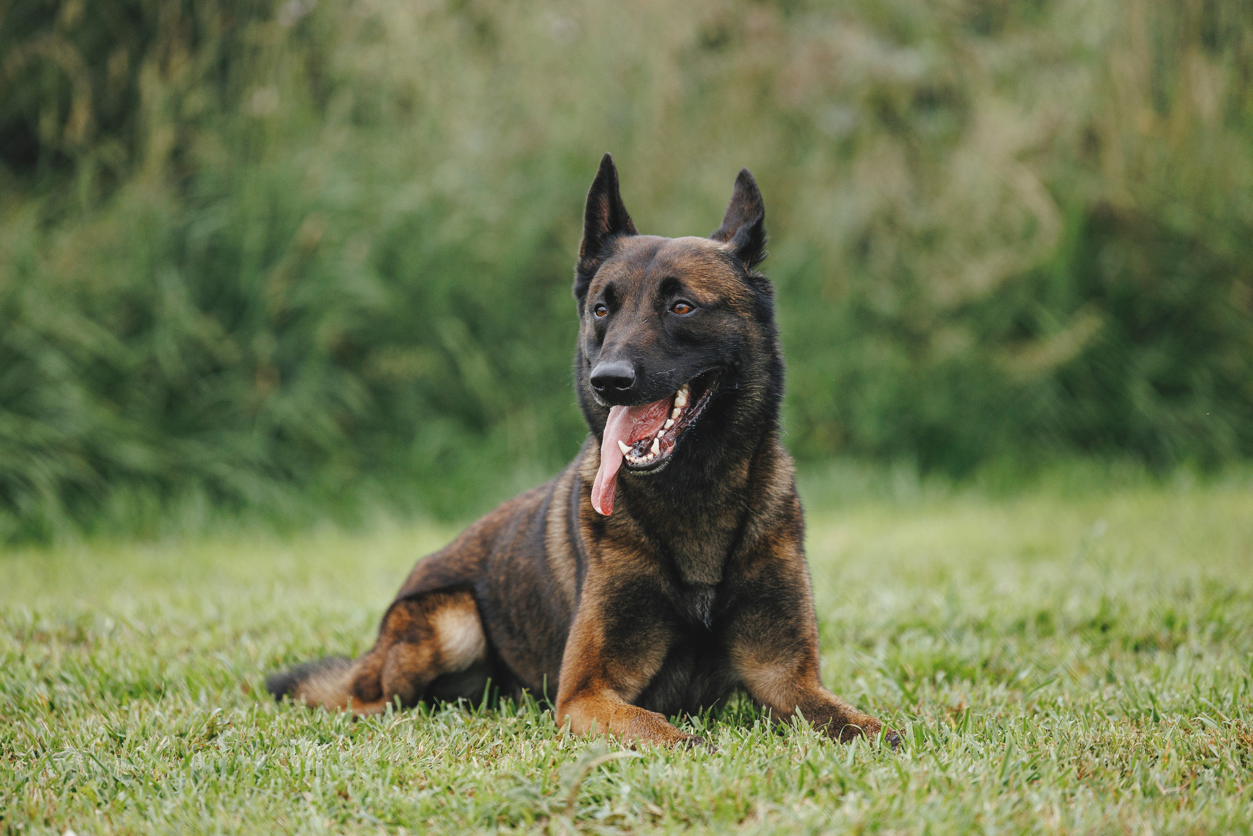 08.08.25-10.08.25 ЧР по мондьорингу г. Вологда. Фотограф-анималист Анна Маринич