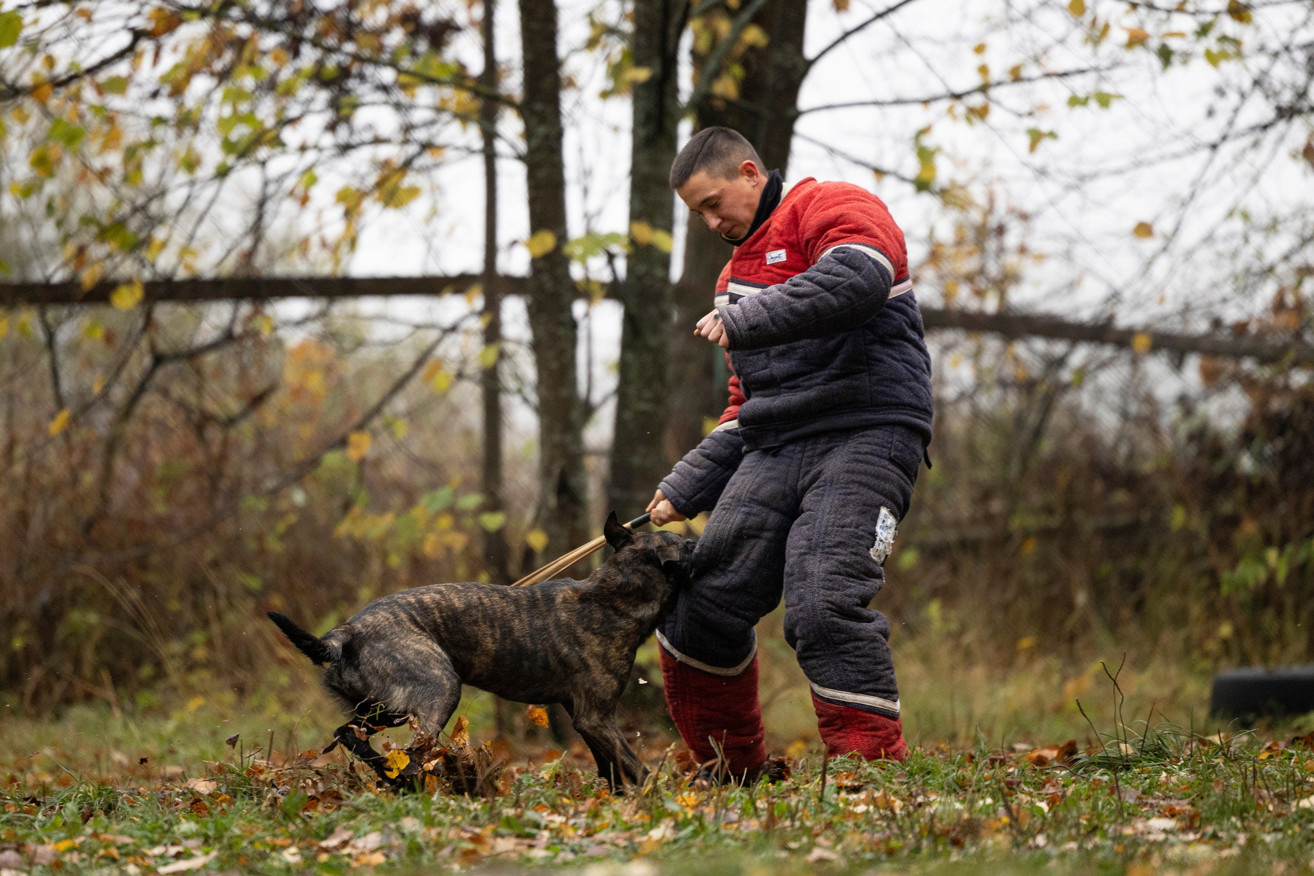 Соревнования по Мондьорингу г. Вологда. Фотограф-анималист Анна Маринич