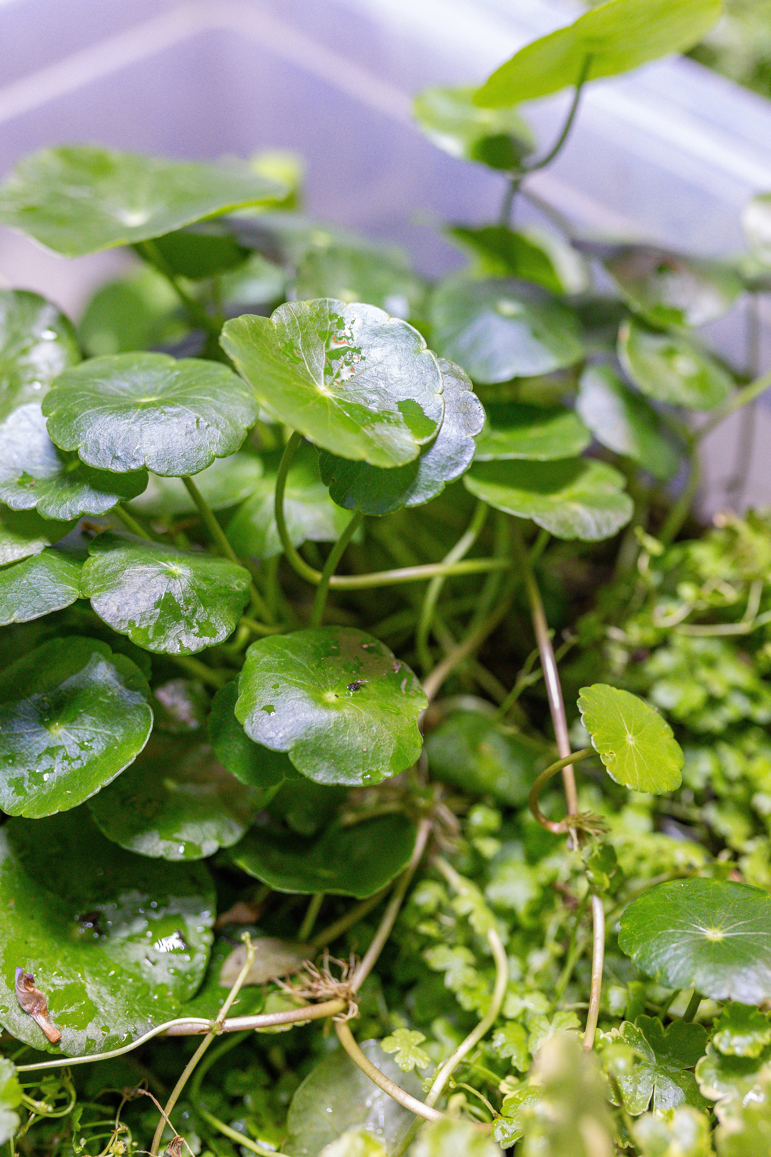 Орхидиум 12.2025. Александра Куликова фотограф, Москва