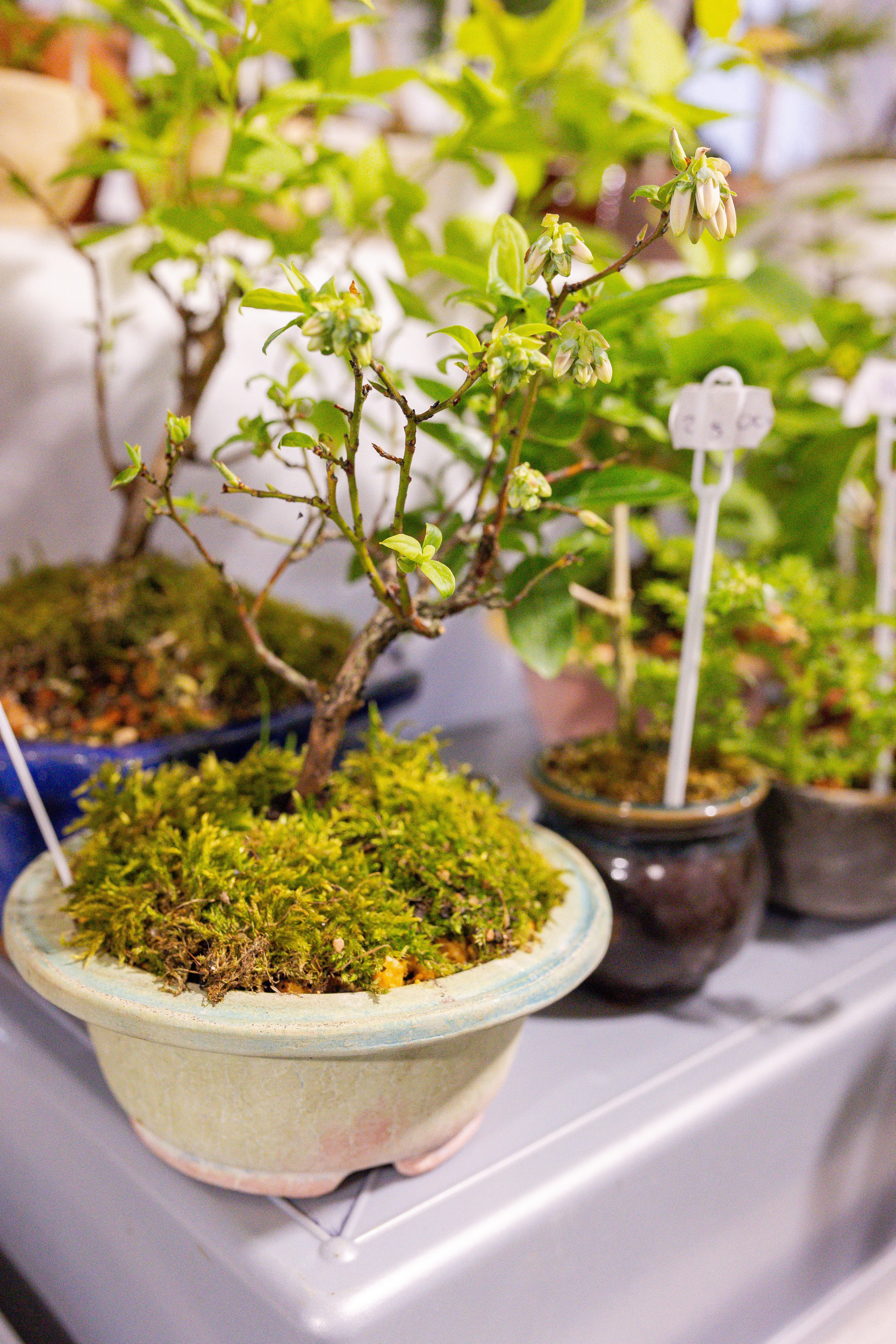 Кактус Фест. Александра Куликова фотограф, Москва