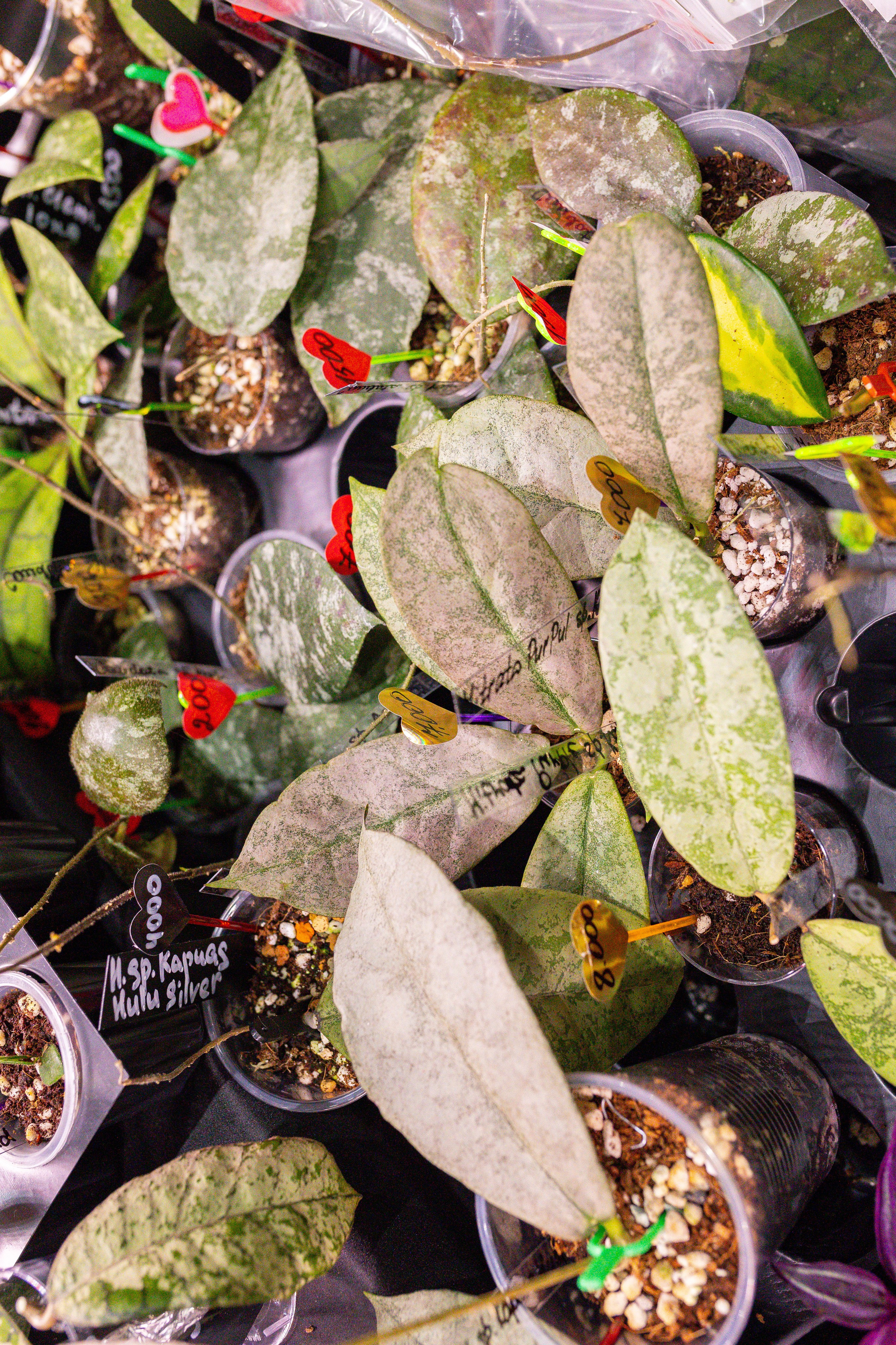 Монстериум 11–12 октября. Александра Куликова фотограф, Москва