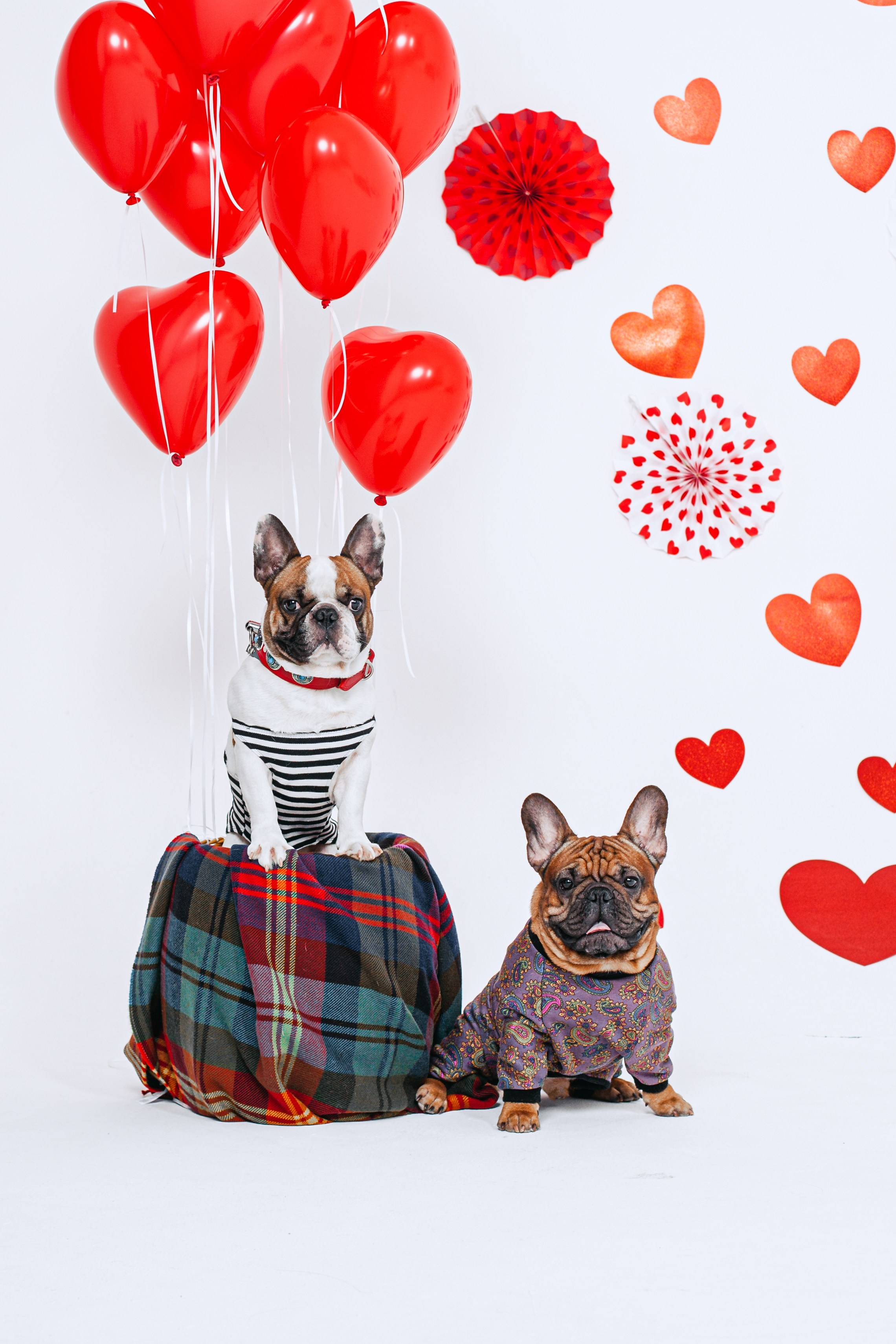 Пижамная вечеринка французских бульдогов и их хозяев. Фотограф-анималист Татьяна Степанова